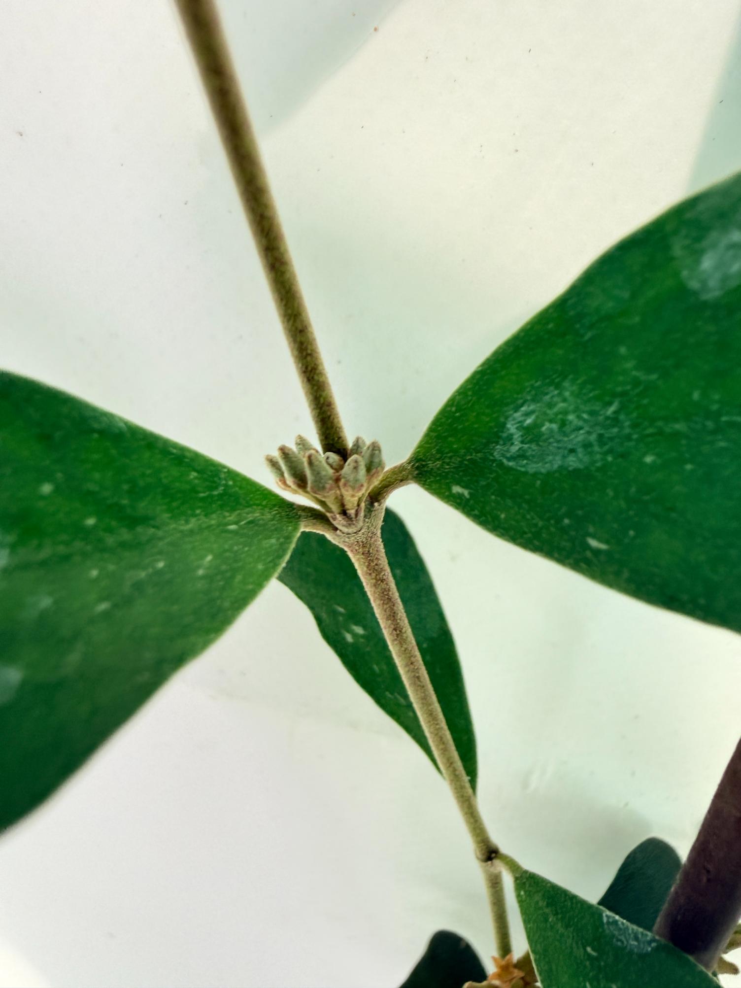Hoya Manipurensis 03
