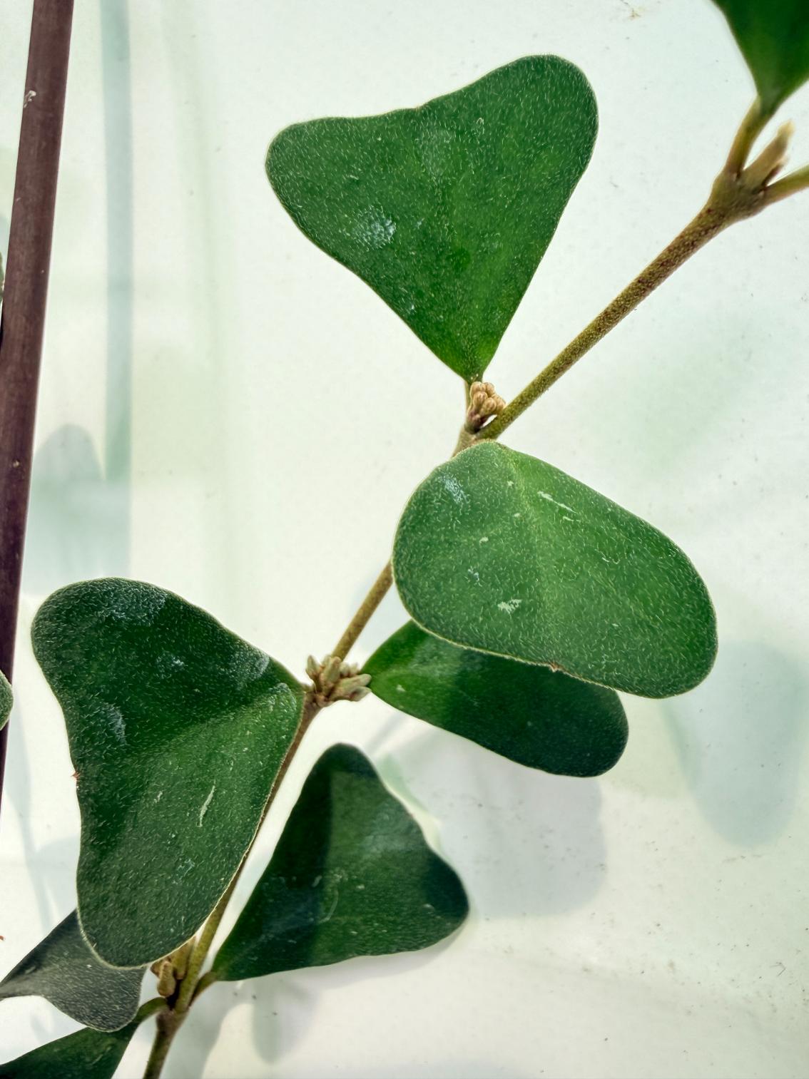Hoya Manipurensis 04