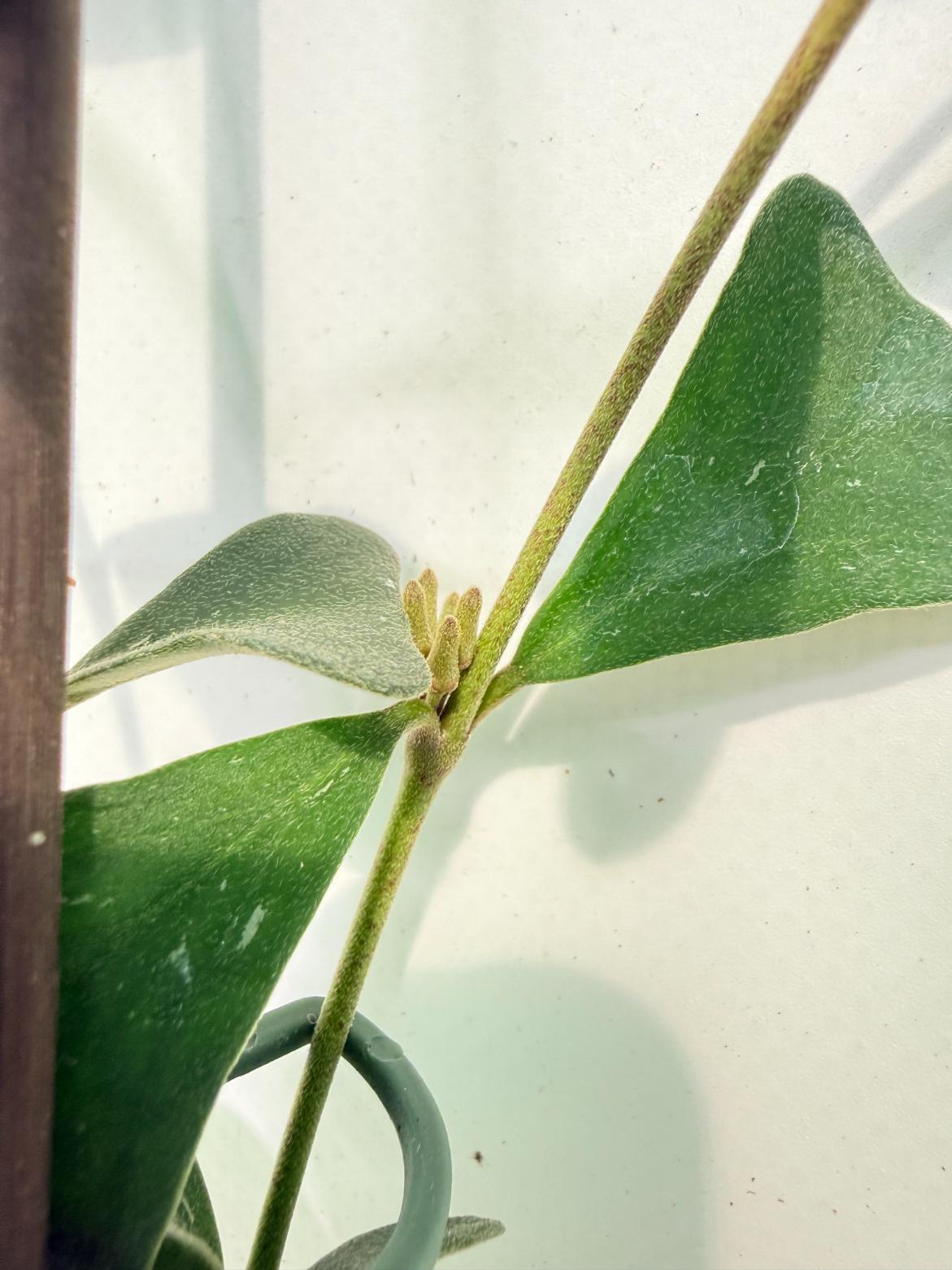 Hoya Manipurensis 06