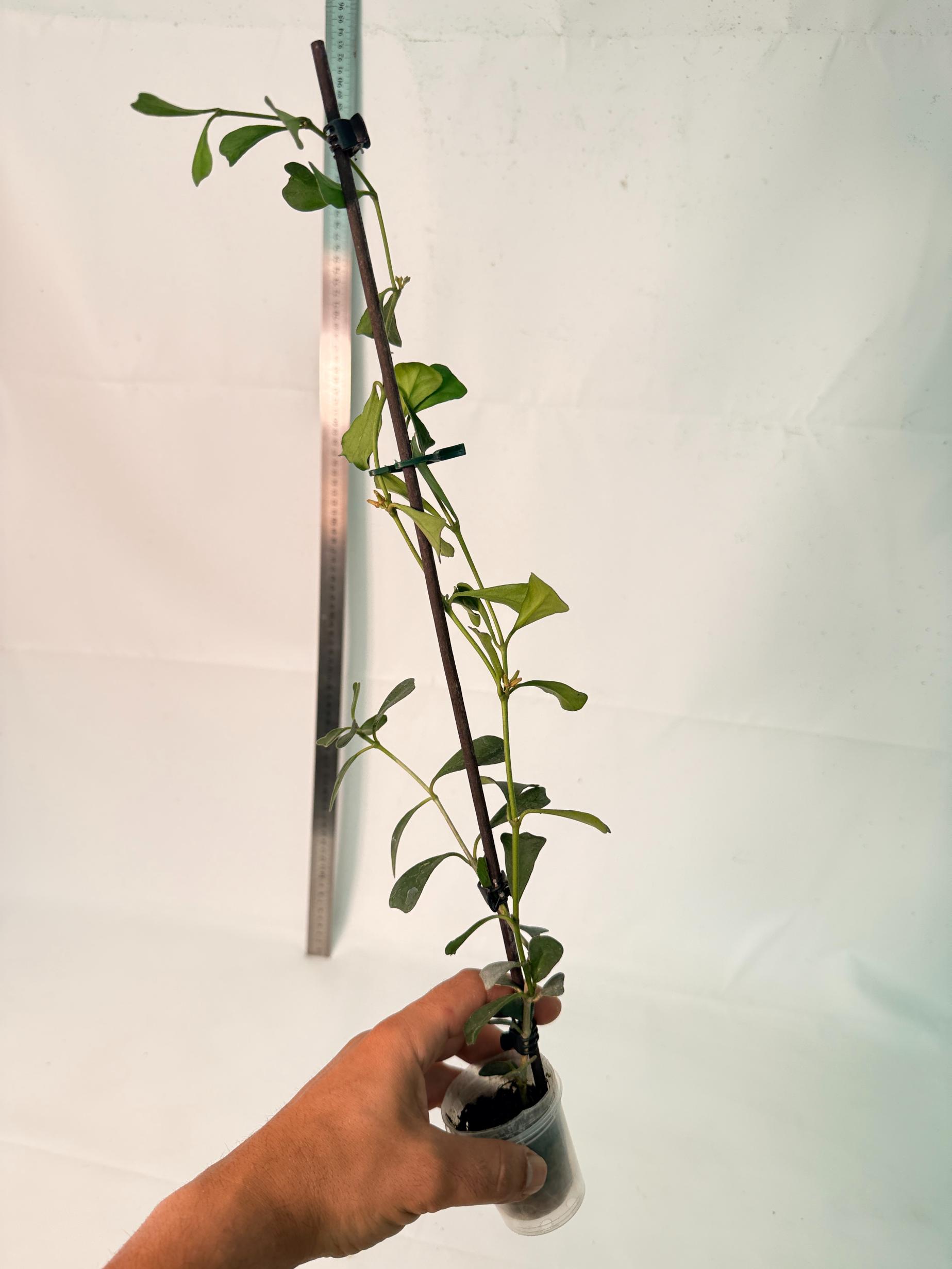 Hoya Manipurensis with flowers 10