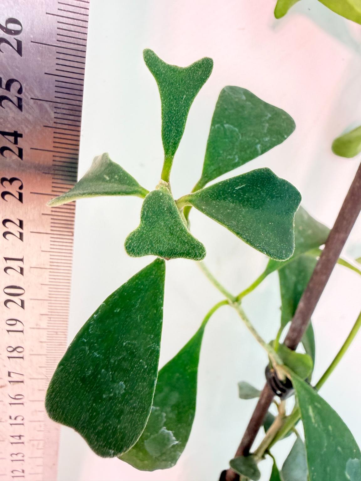 Hoya Manipurensis with flowers 8