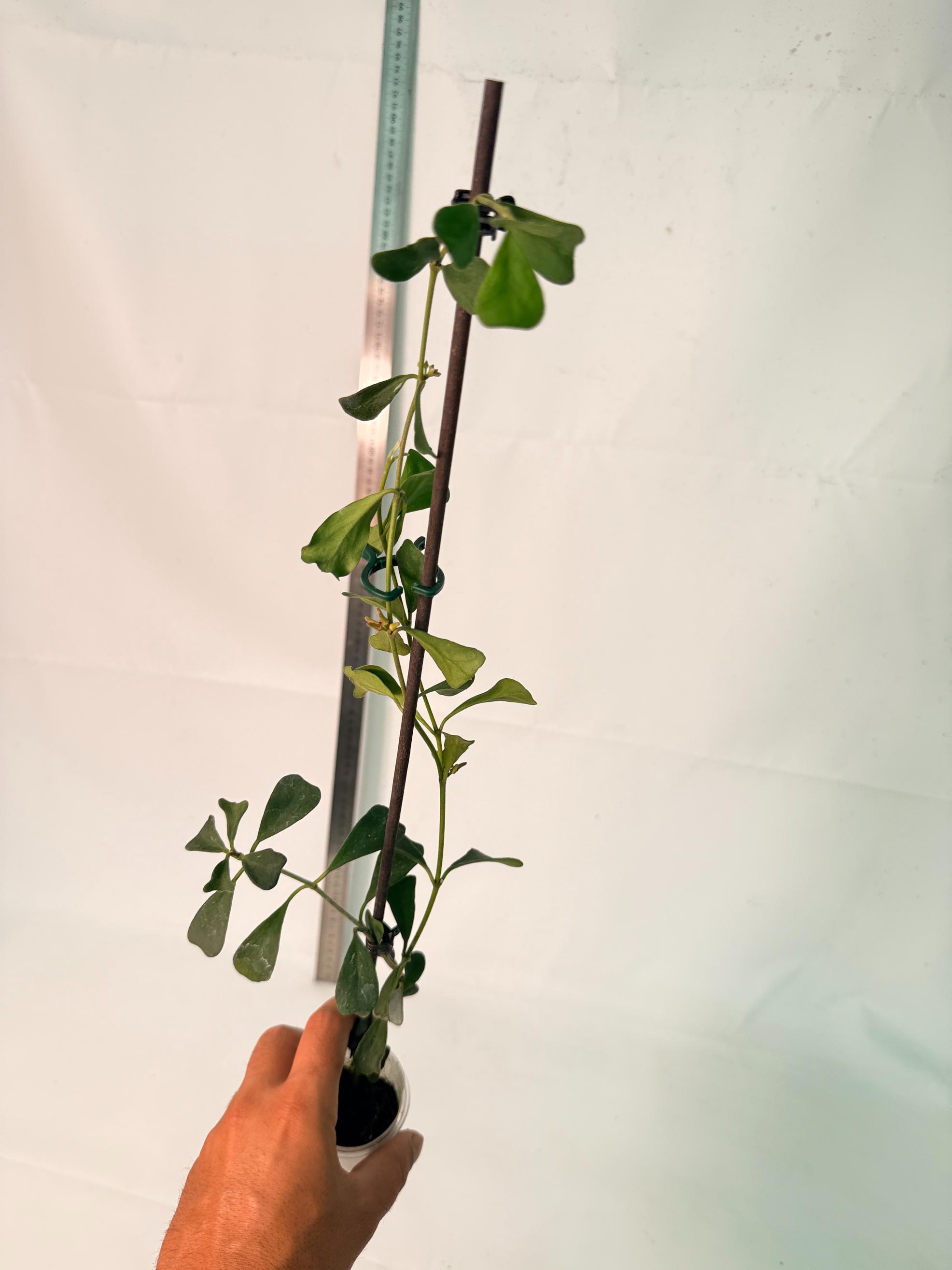 Hoya Manipurensis with flowers 9