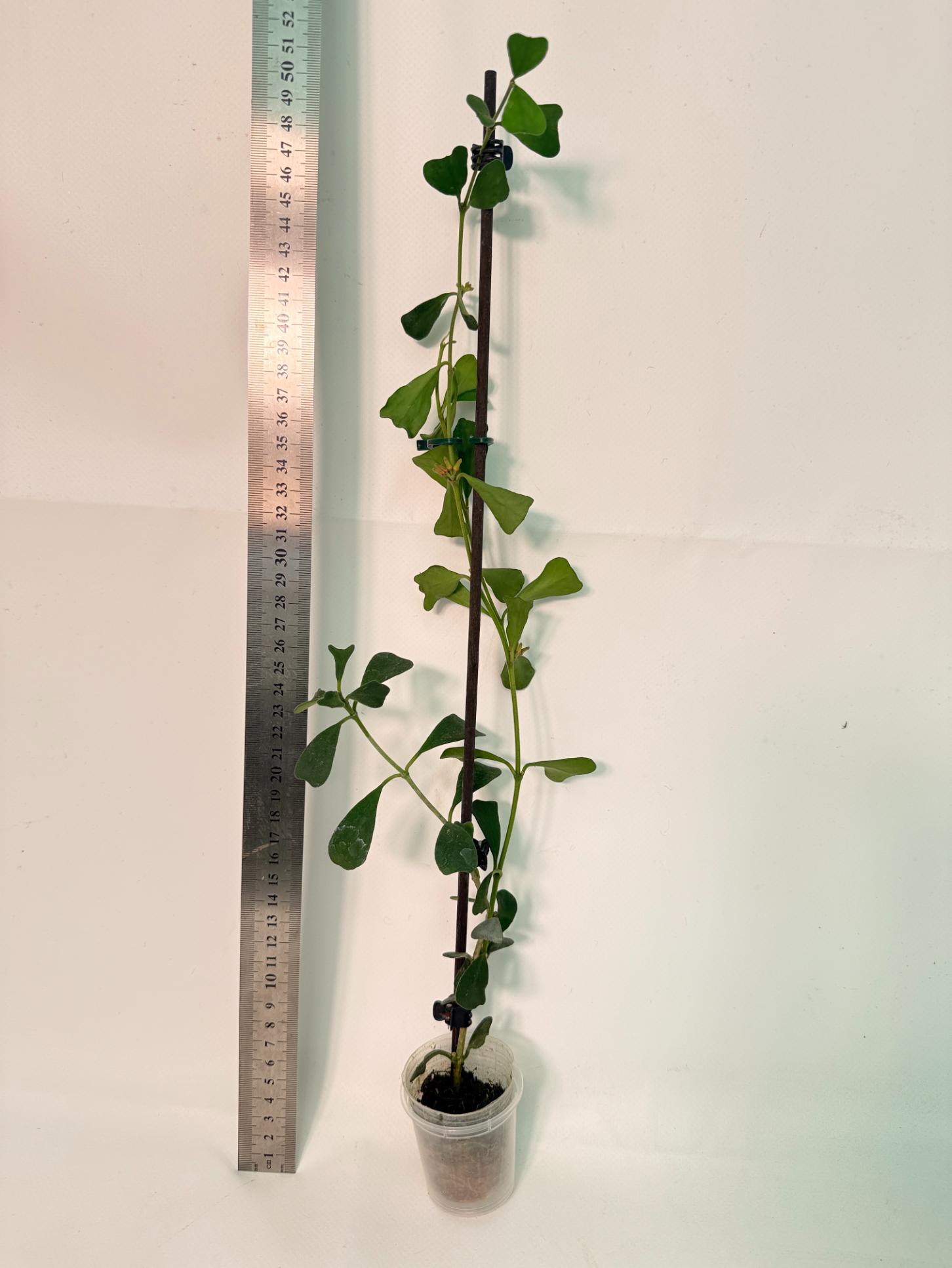 Hoya Manipurensis with flowers 1