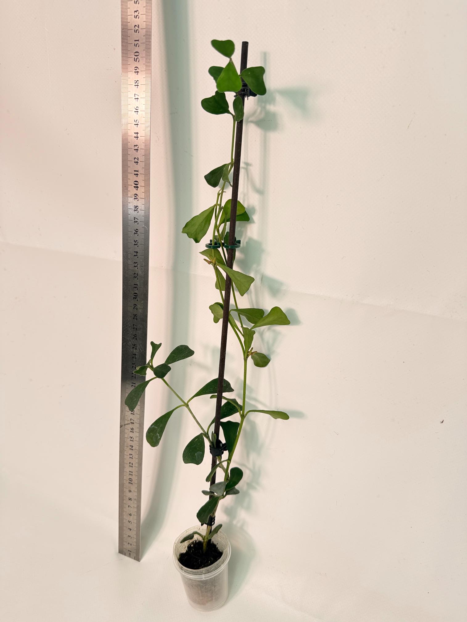 Hoya Manipurensis with flowers 3