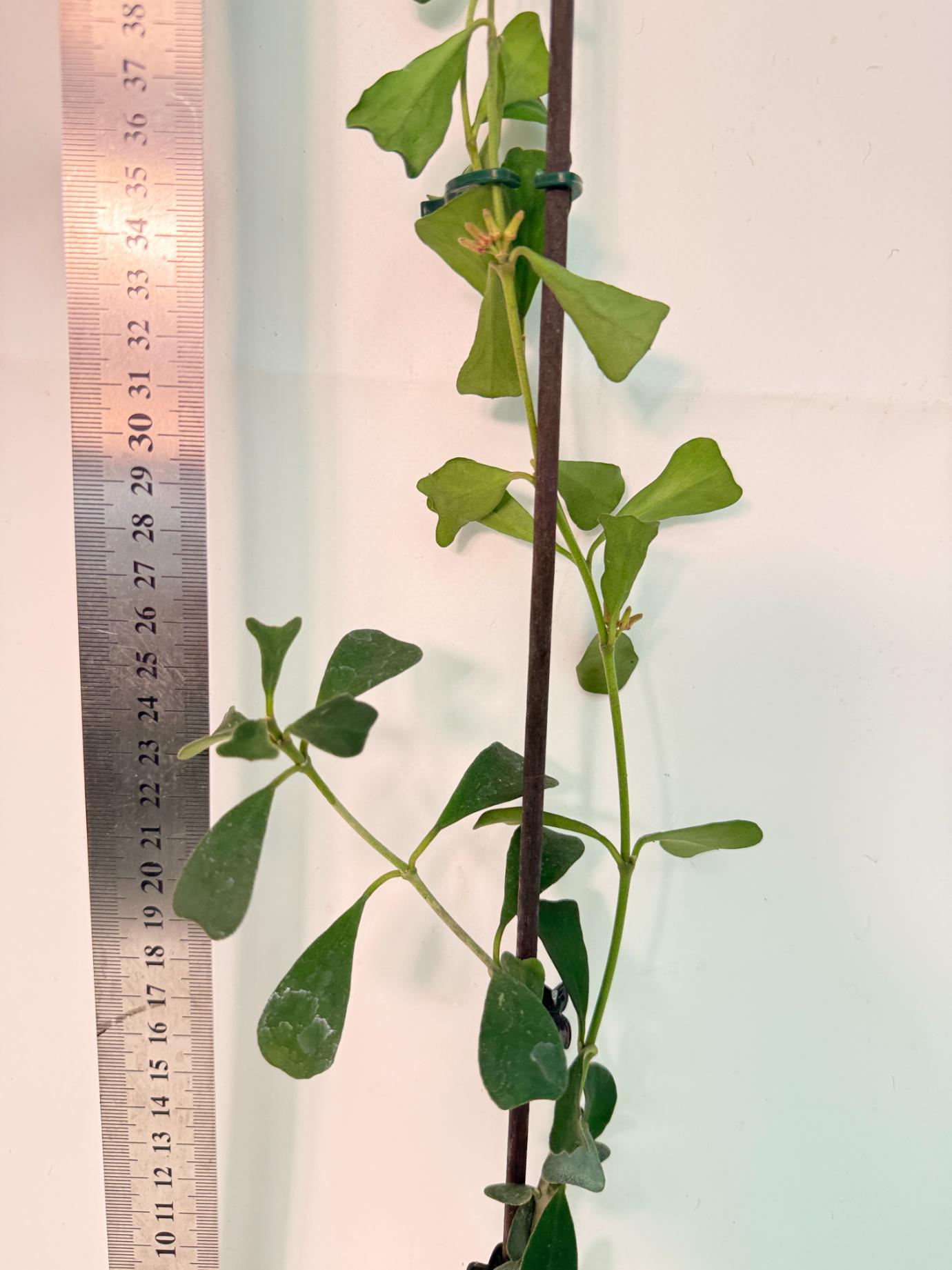 Hoya Manipurensis with flowers 4