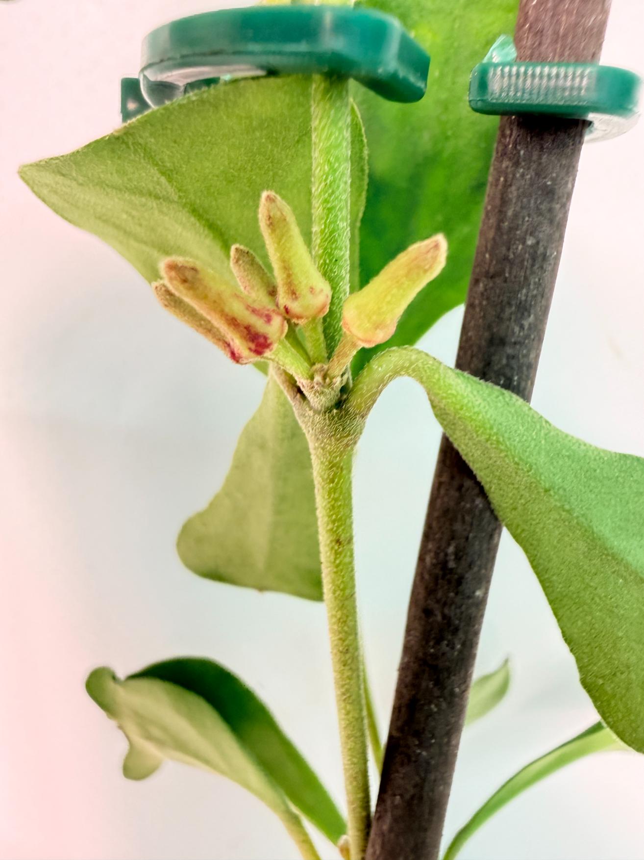 Hoya Manipurensis with flowers 2