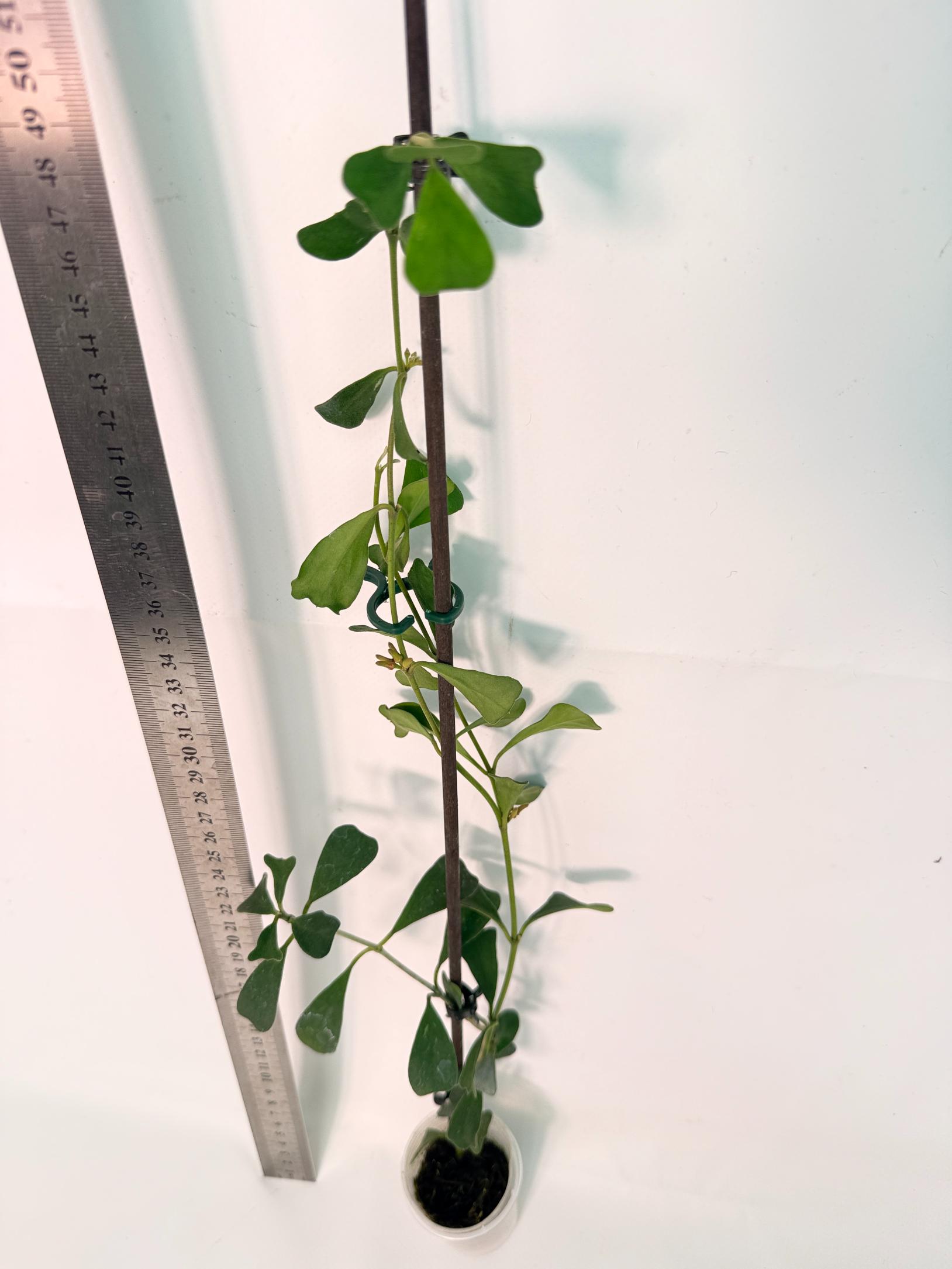 Hoya Manipurensis with flowers 7