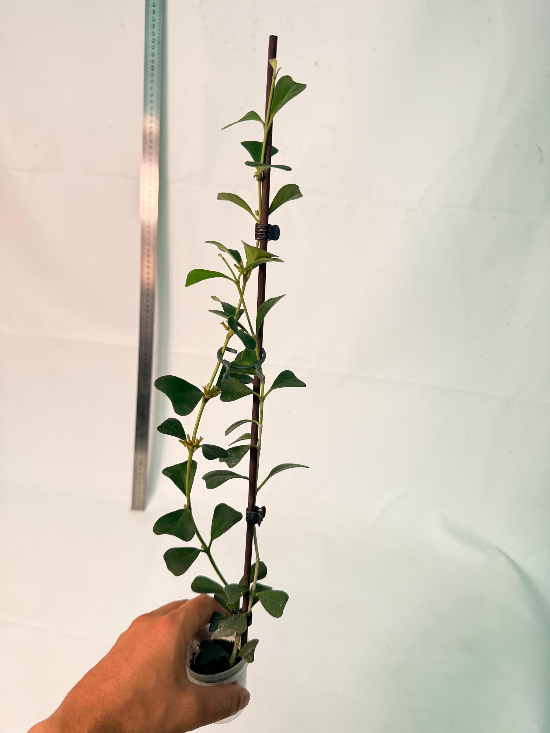 Hoya Manipurensis with flowers 10