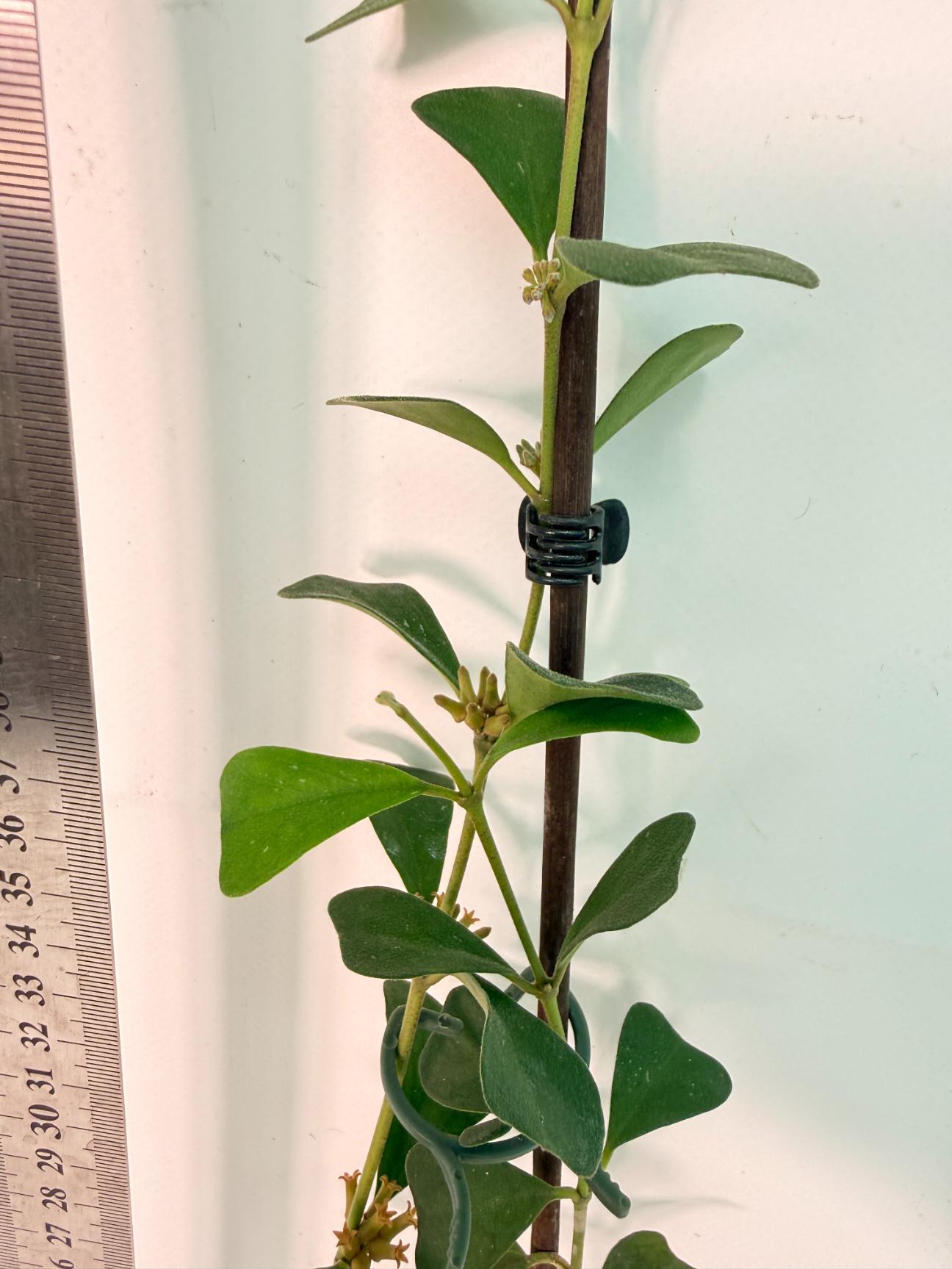 Hoya Manipurensis with flowers 8