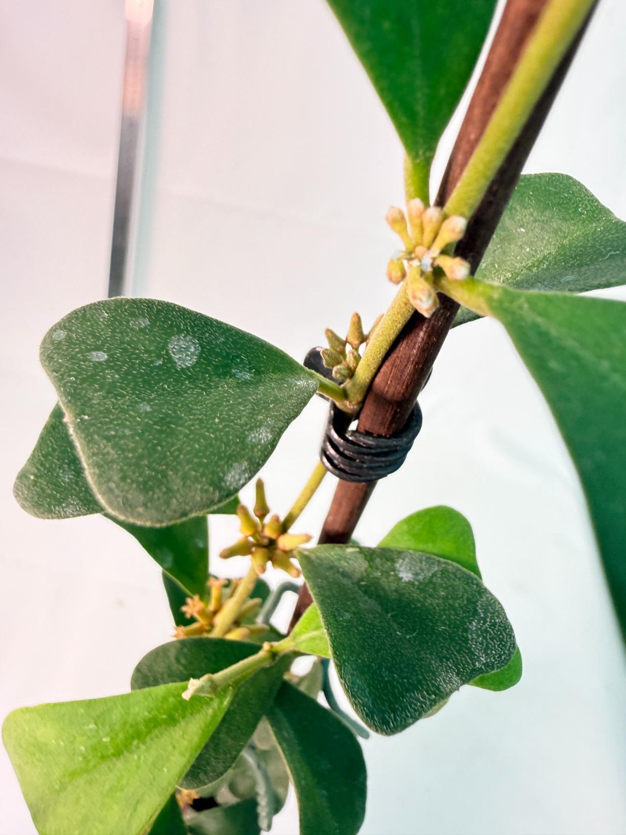 Hoya Manipurensis with flowers 3