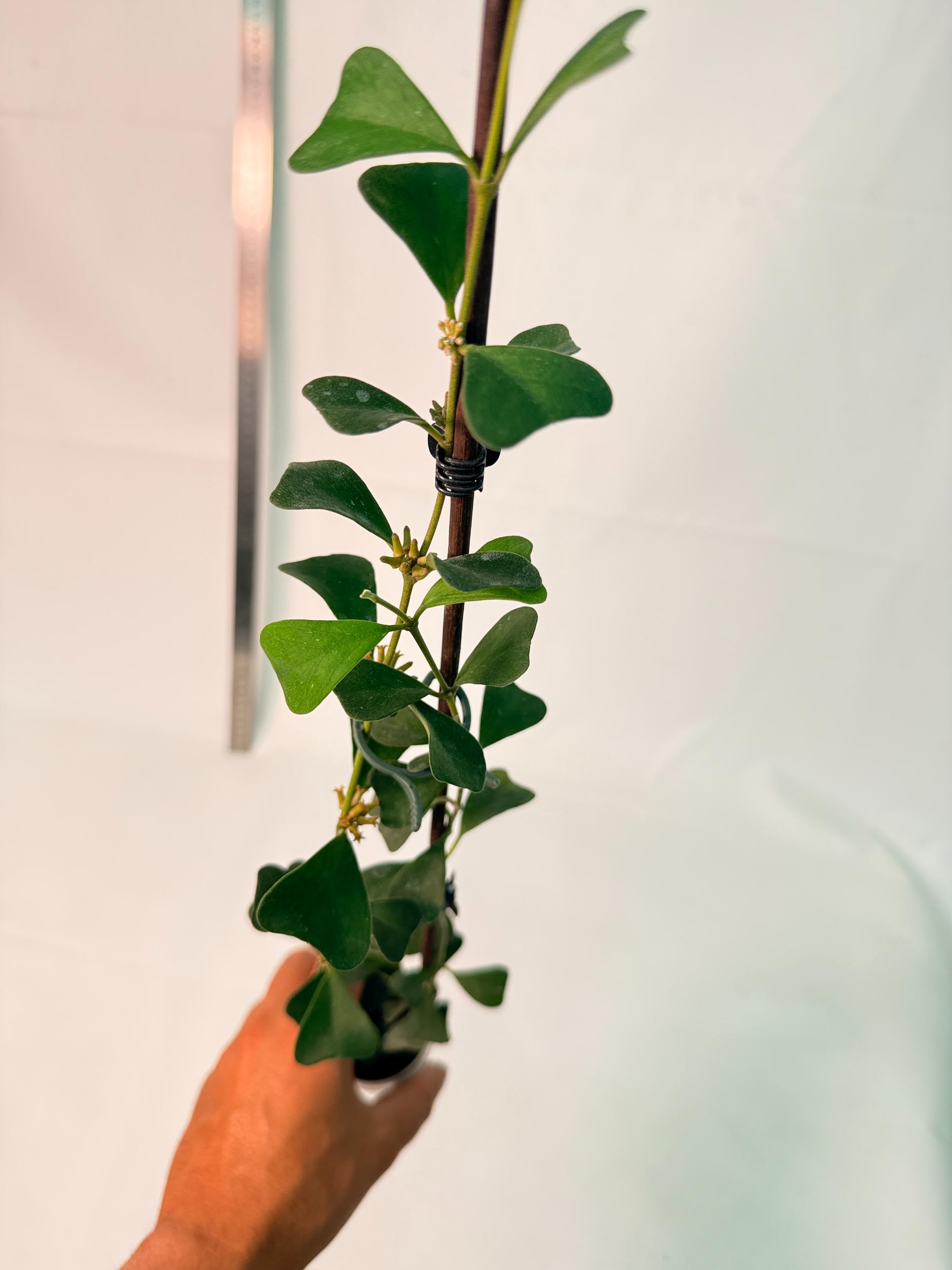 Hoya Manipurensis with flowers 11