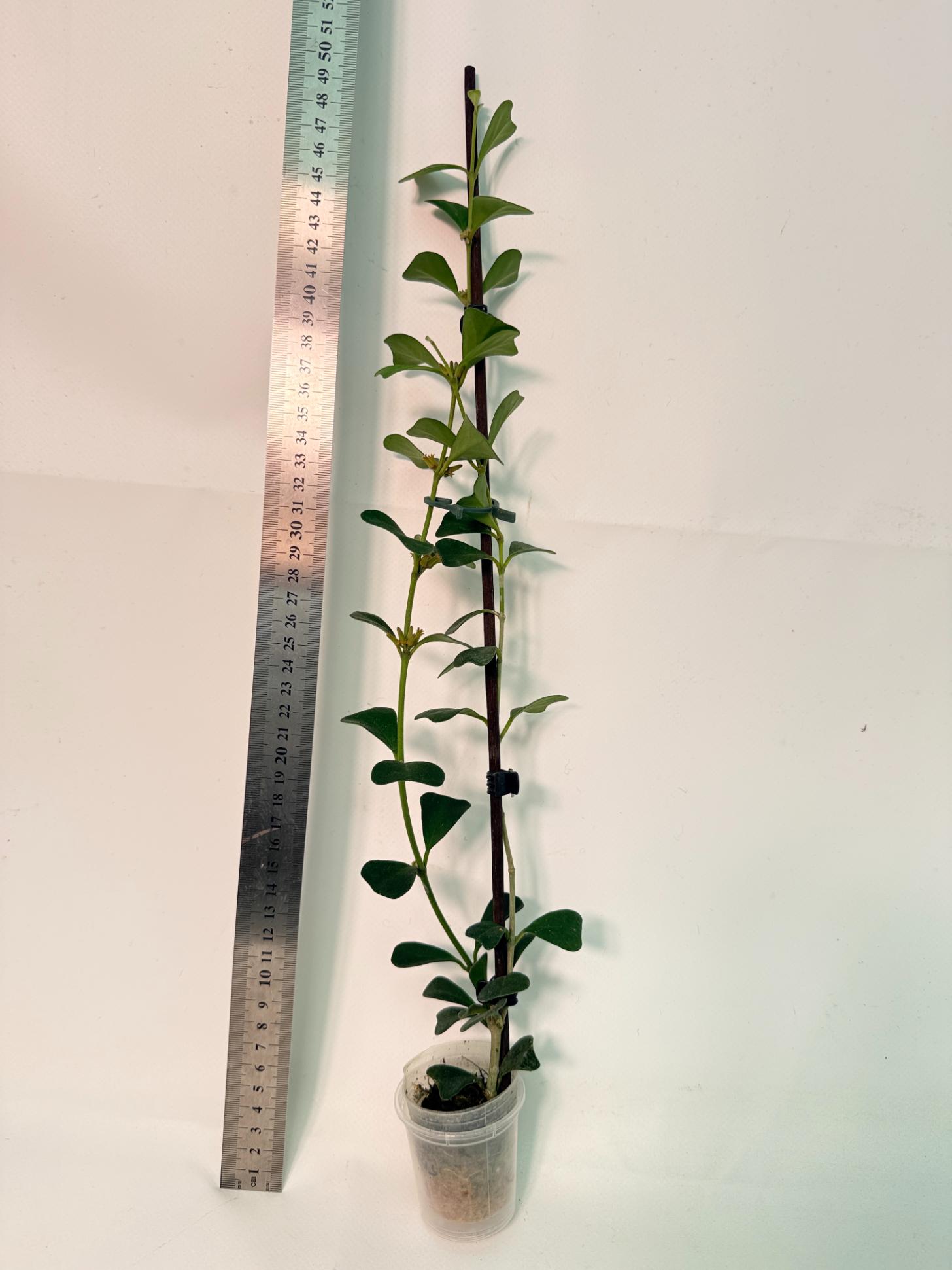 Hoya Manipurensis with flowers 1