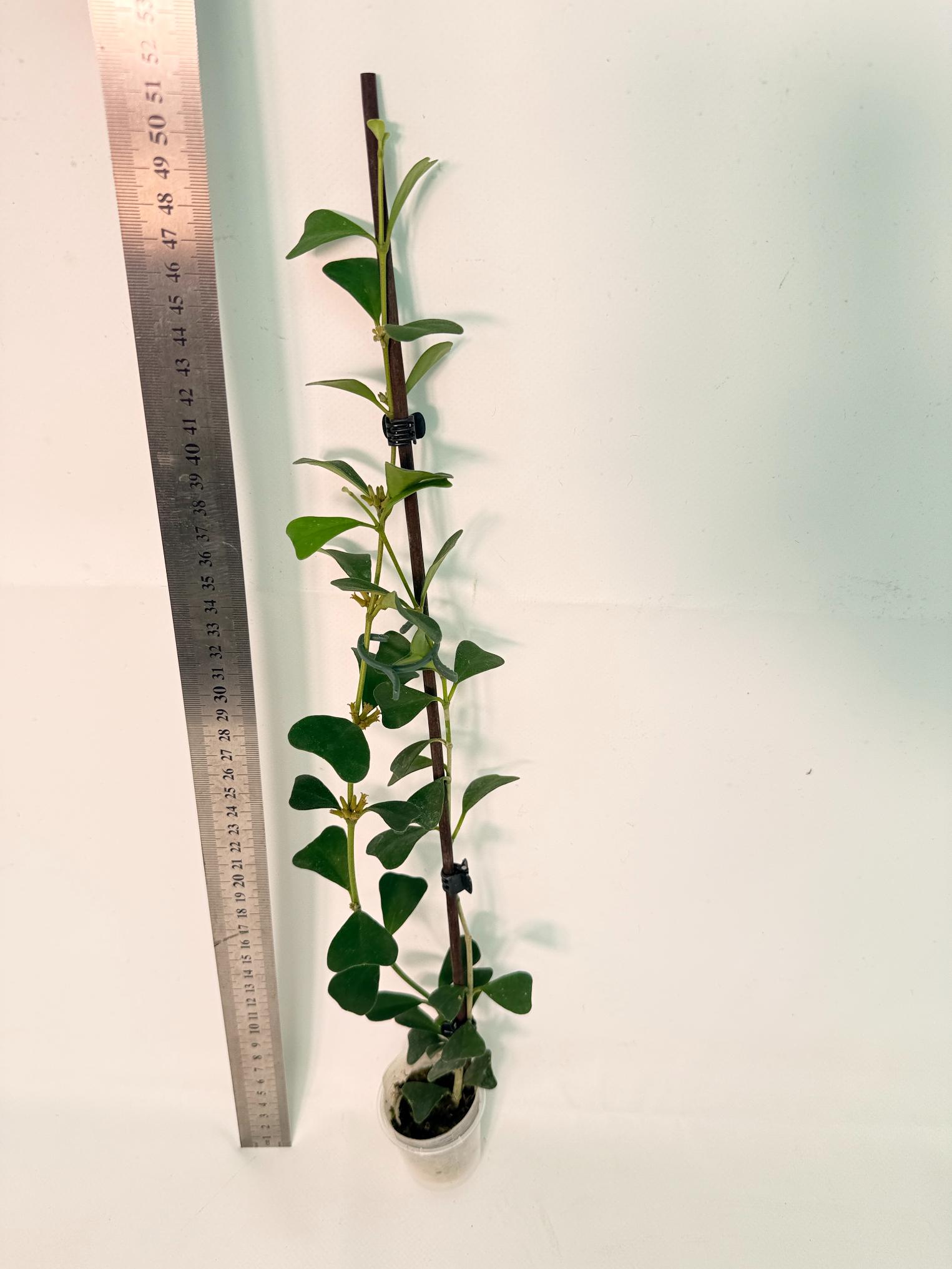 Hoya Manipurensis with flowers 4
