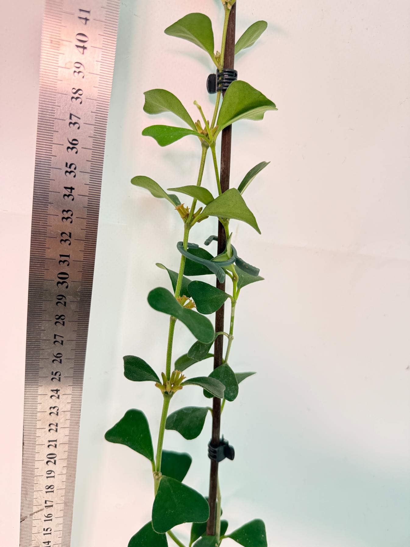 Hoya Manipurensis with flowers 6