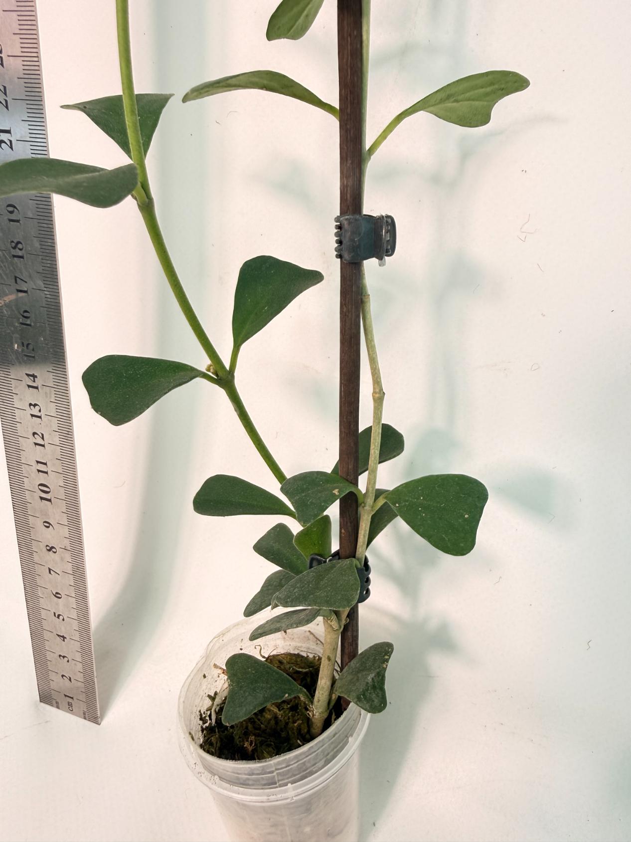 Hoya Manipurensis with flowers 7