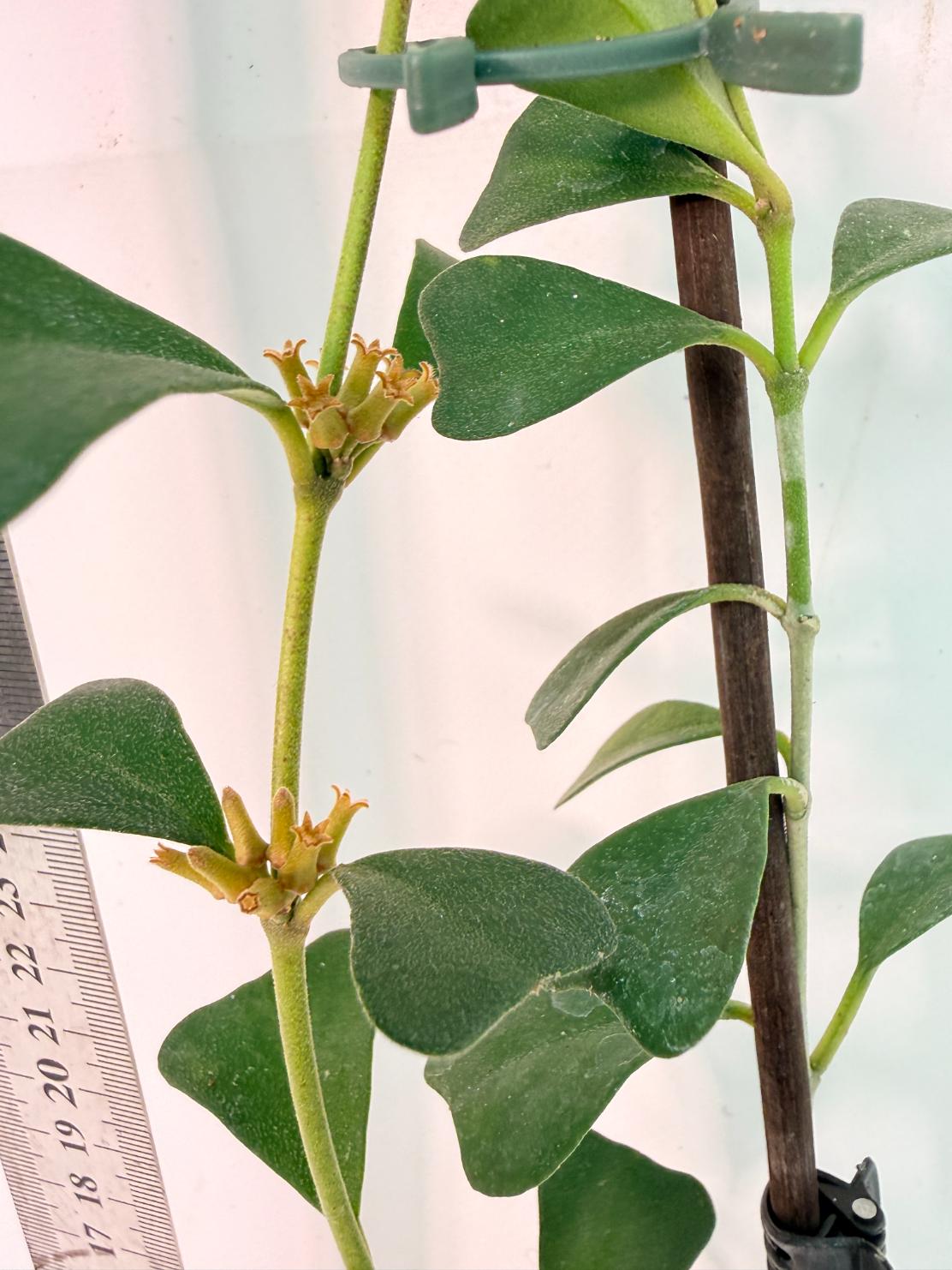 Hoya Manipurensis with flowers 9