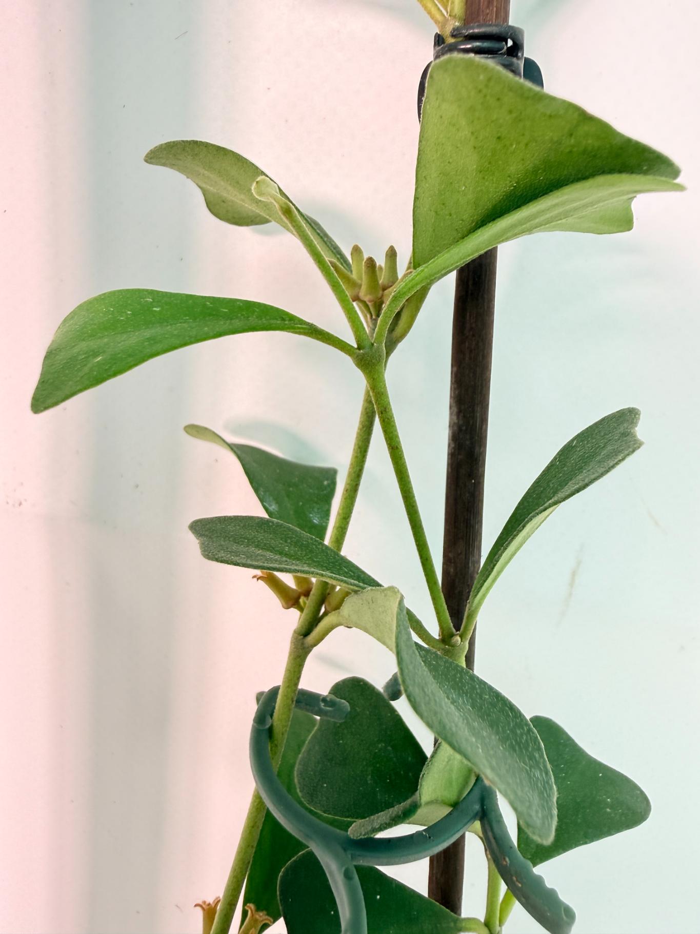 Hoya Manipurensis with flowers 5