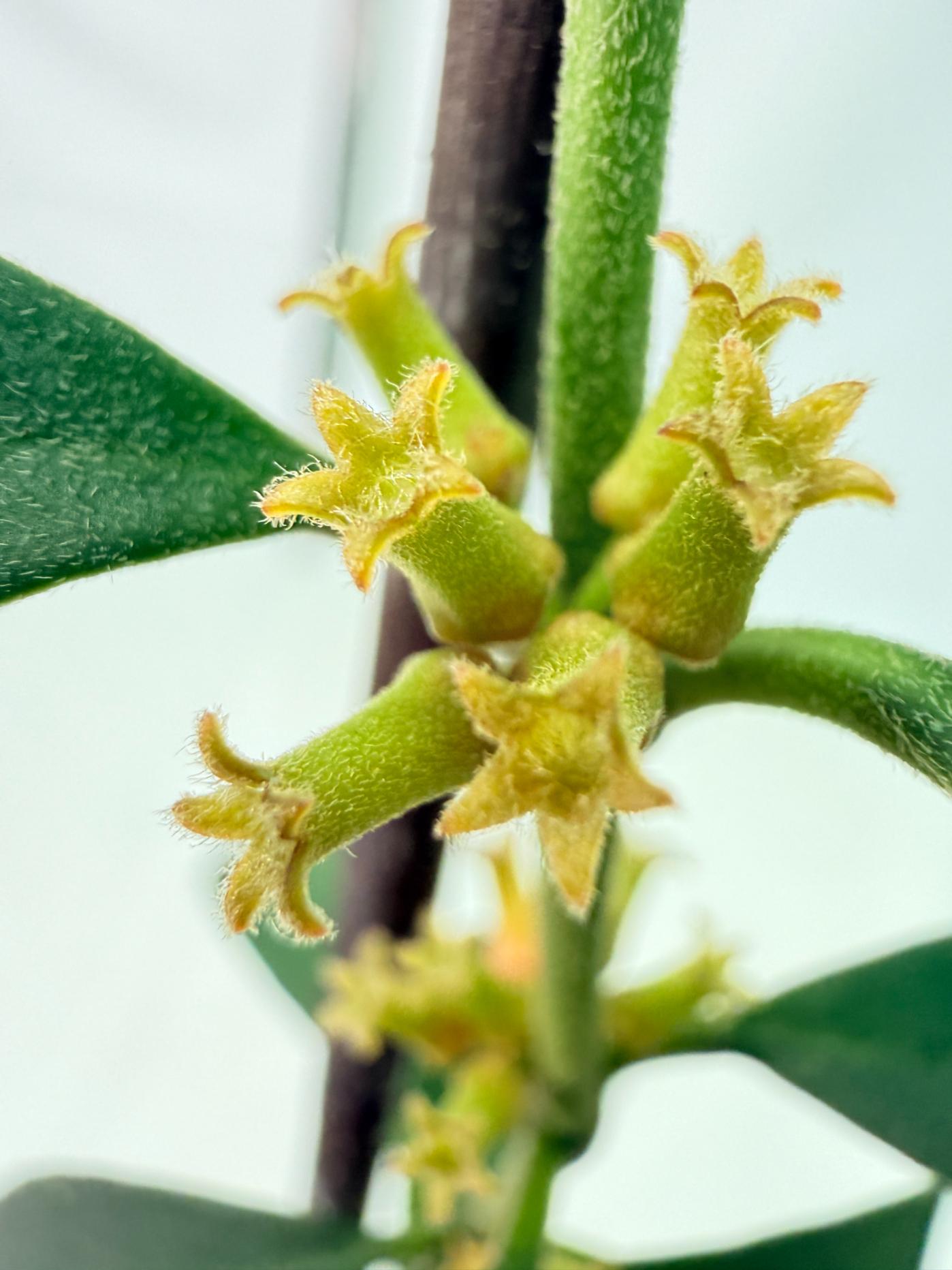 Hoya Manipurensis 1