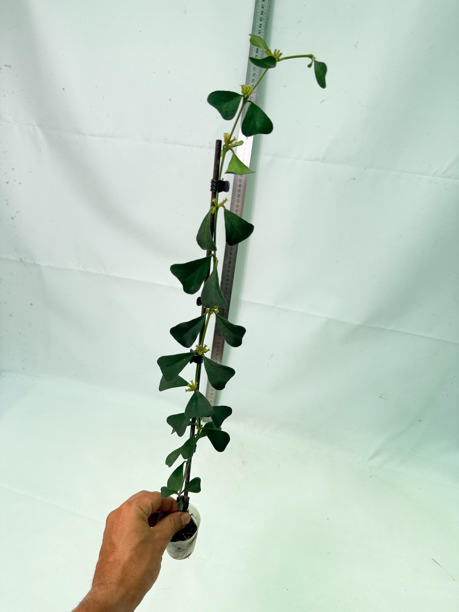 Hoya Manipurensis 10