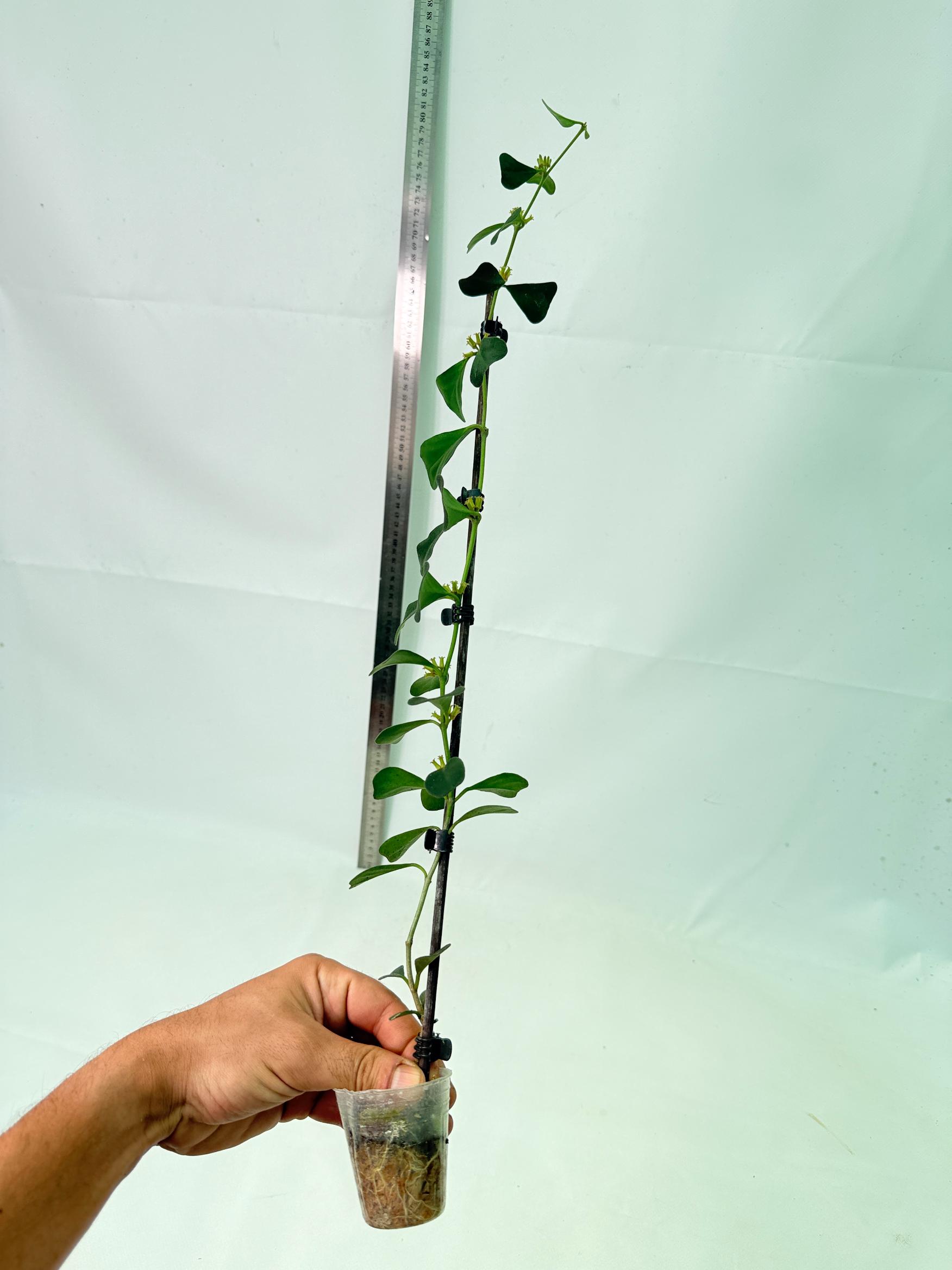 Hoya Manipurensis 11