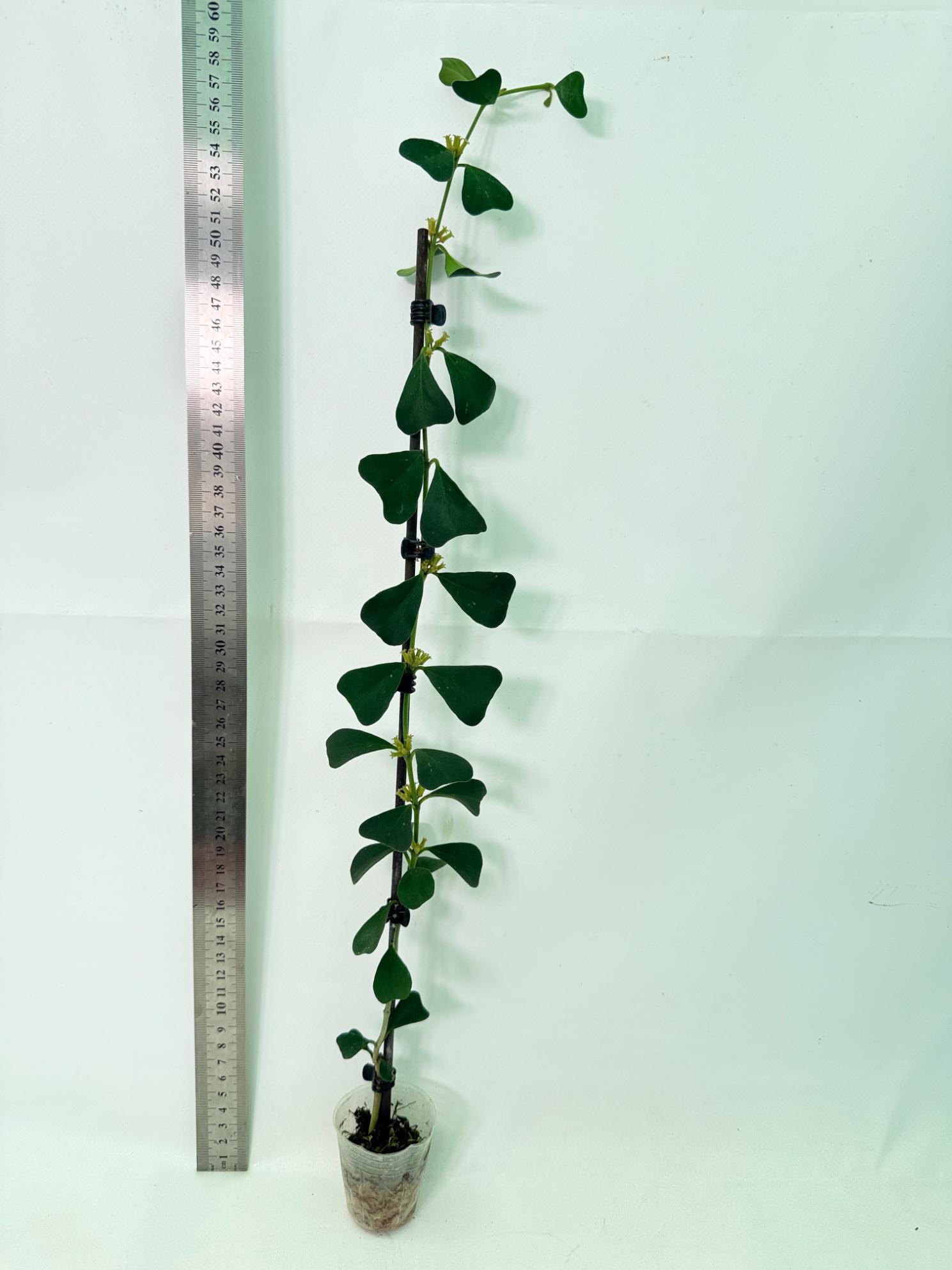 Hoya Manipurensis 2