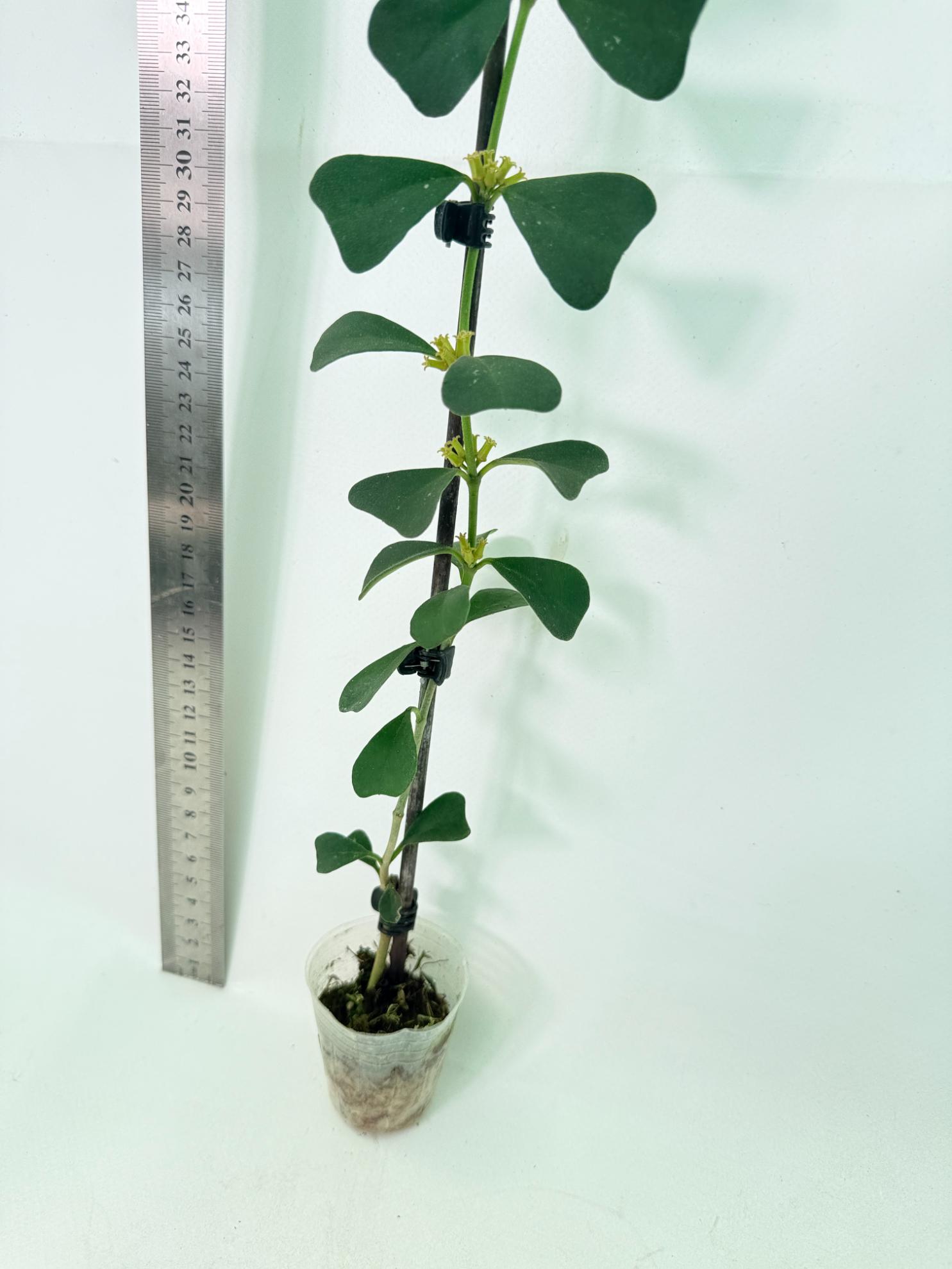Hoya Manipurensis 5