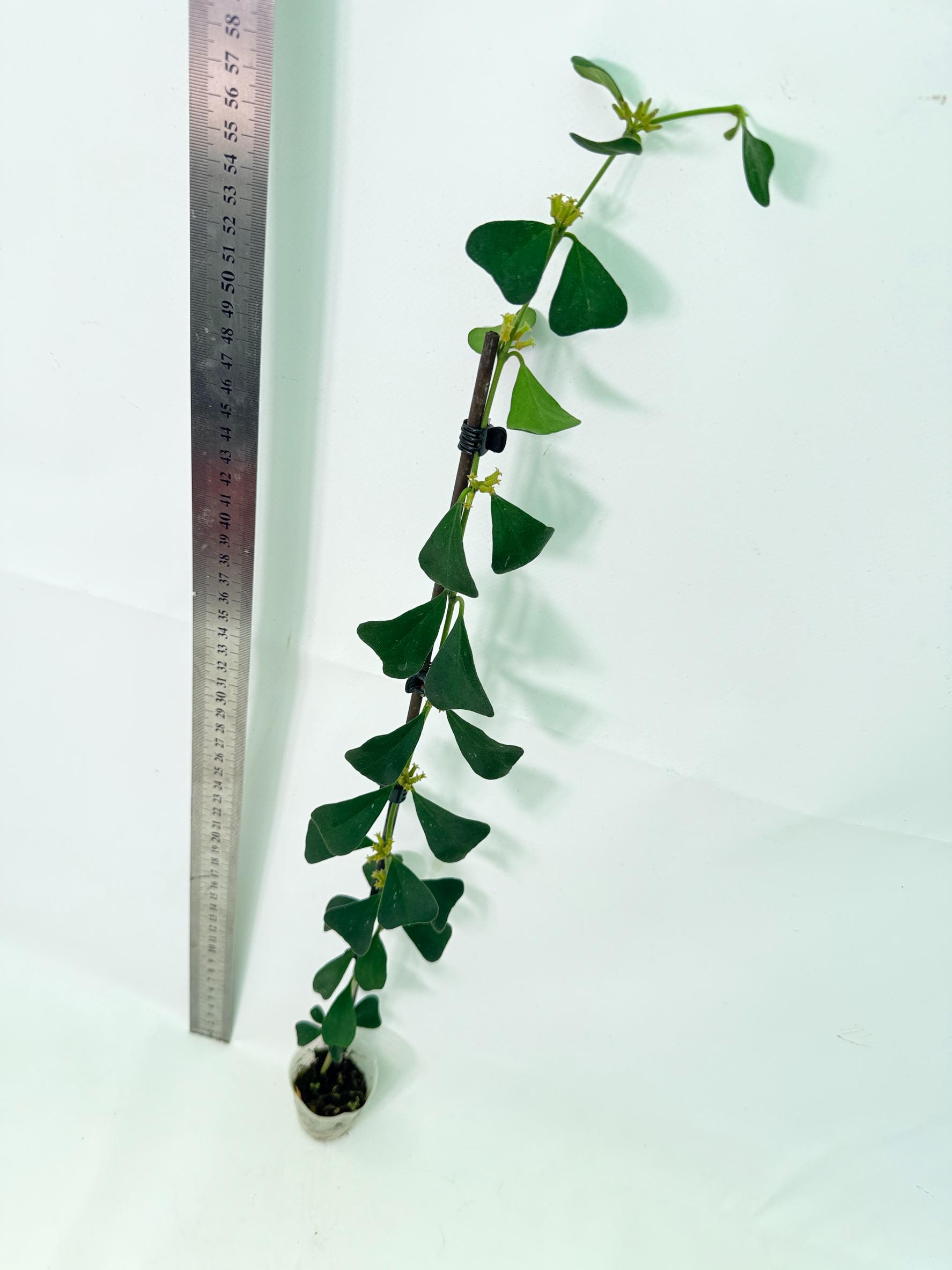 Hoya Manipurensis 6