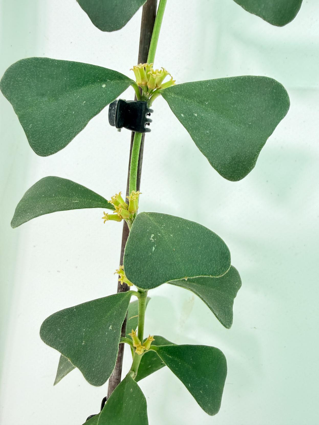 Hoya Manipurensis 7