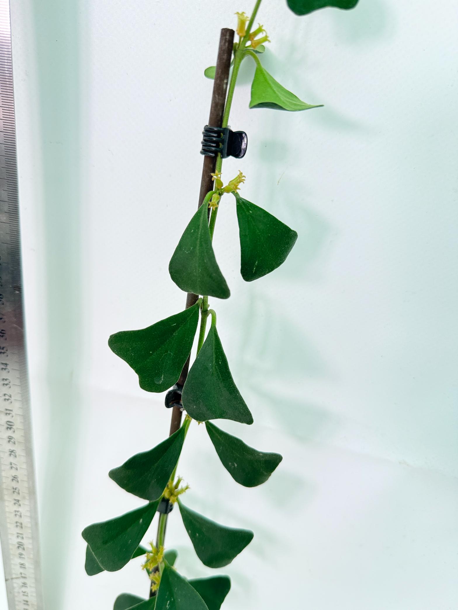 Hoya Manipurensis 8