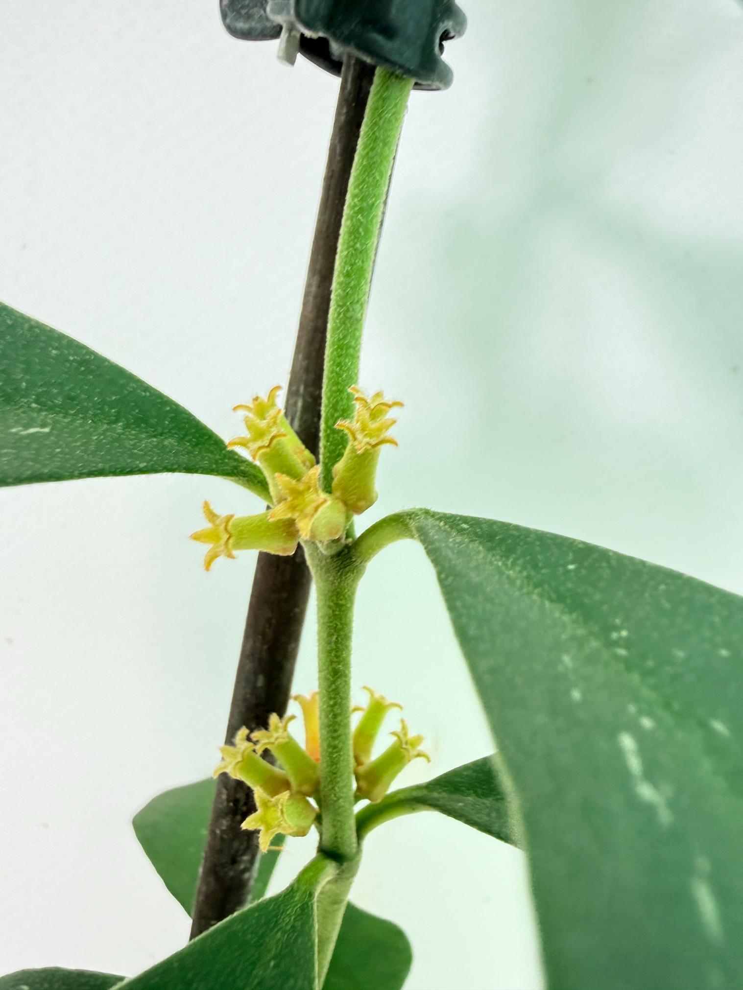 Hoya Manipurensis 4
