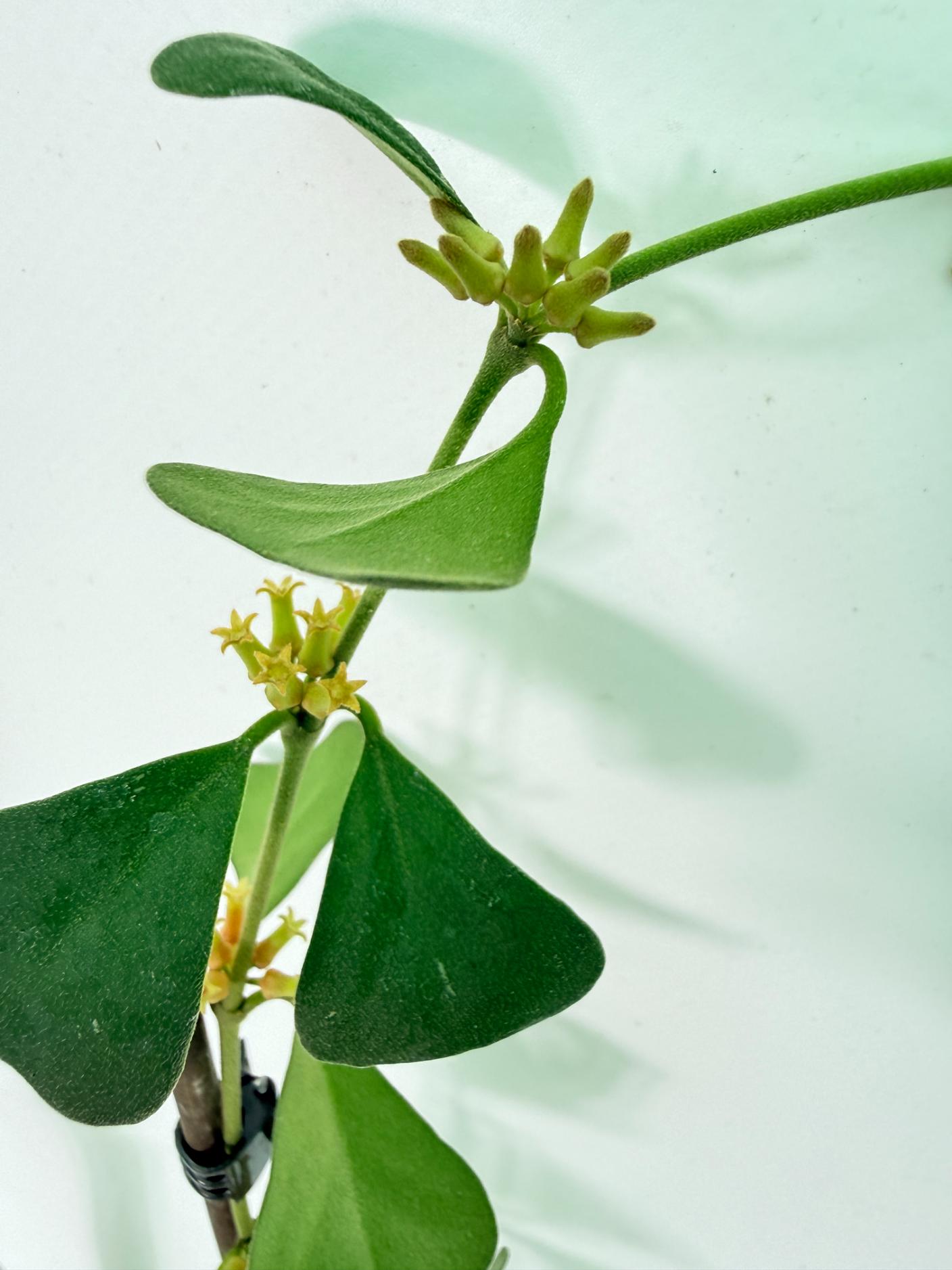Hoya Manipurensis 3