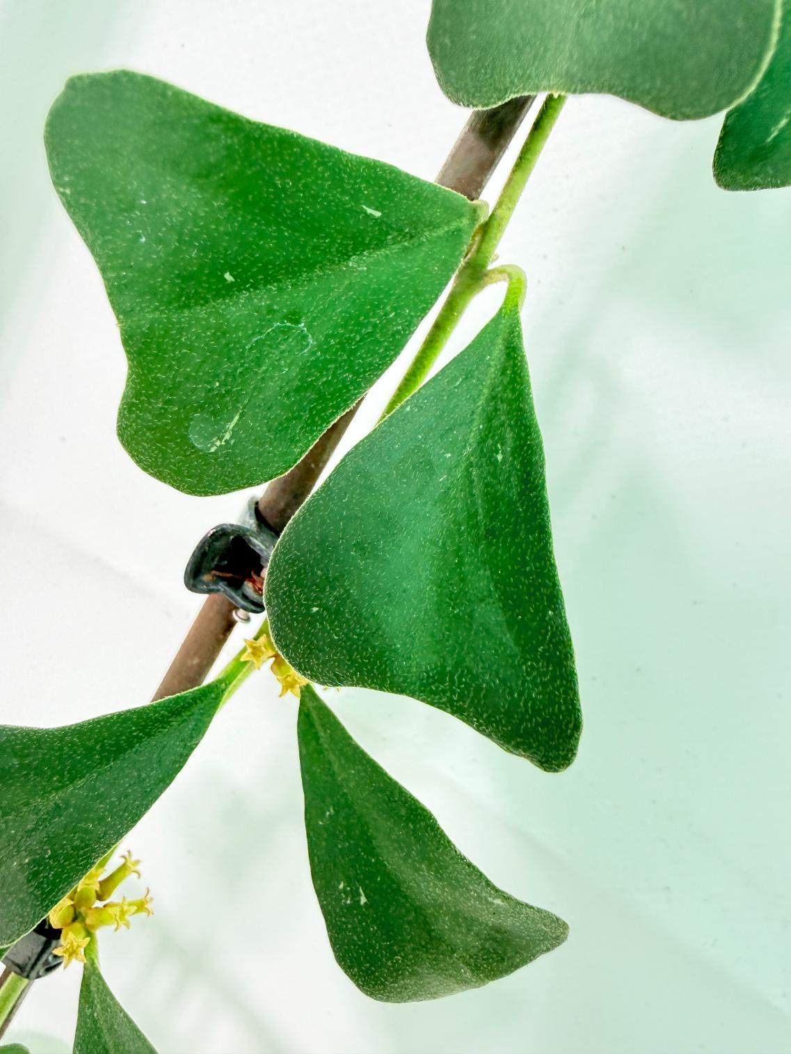 Hoya Manipurensis 9