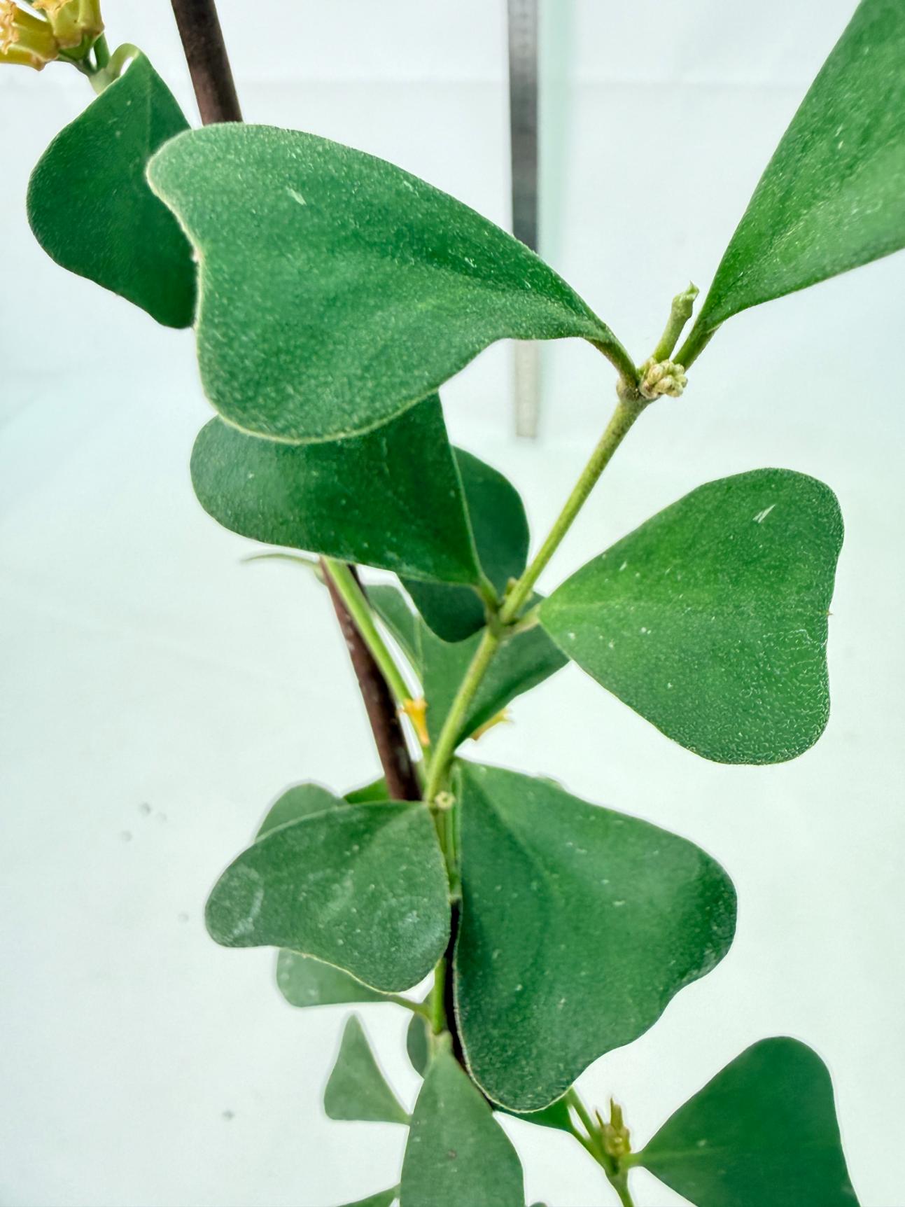 Hoya Manipurensis 7