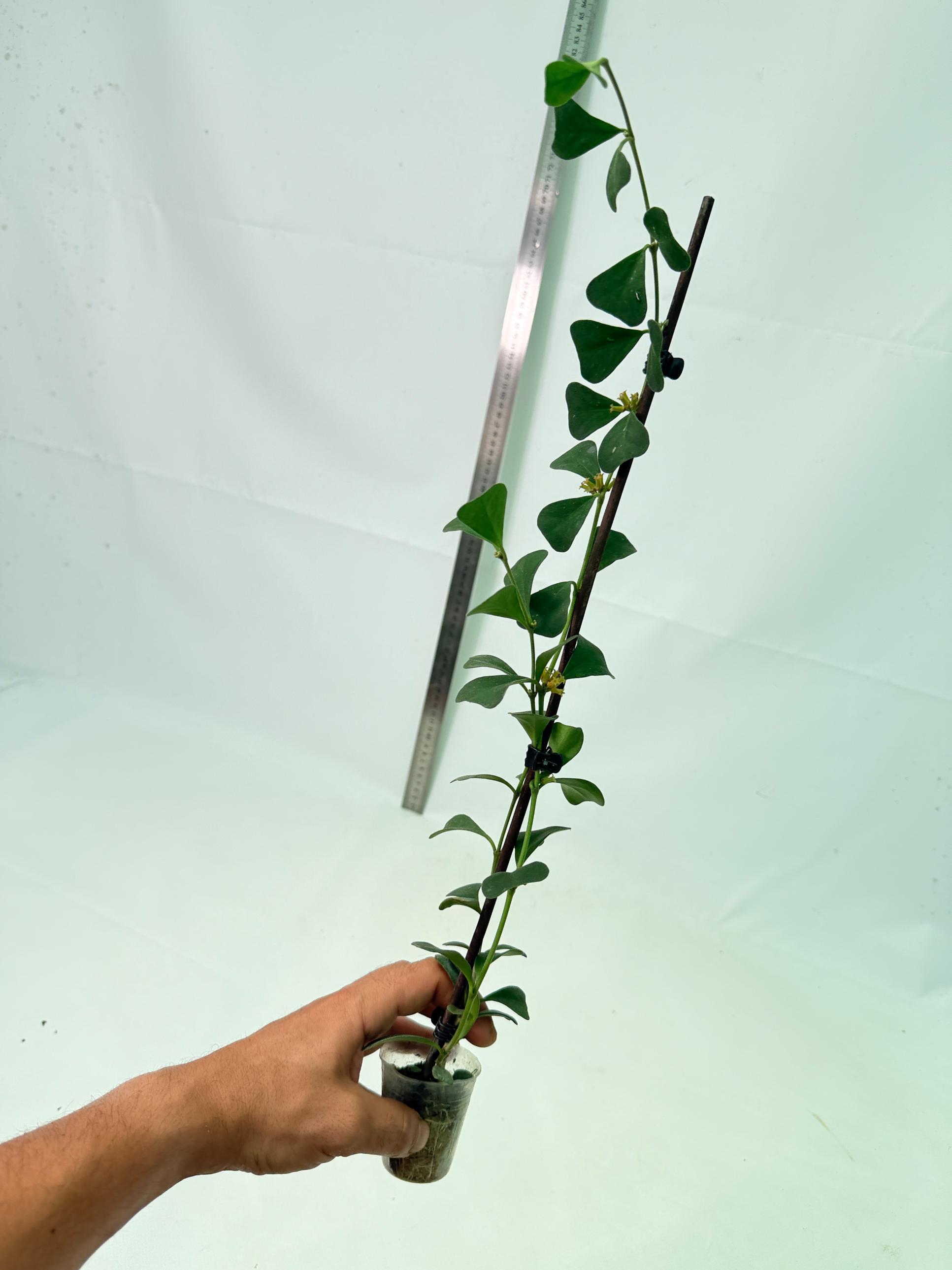 Hoya Manipurensis 10