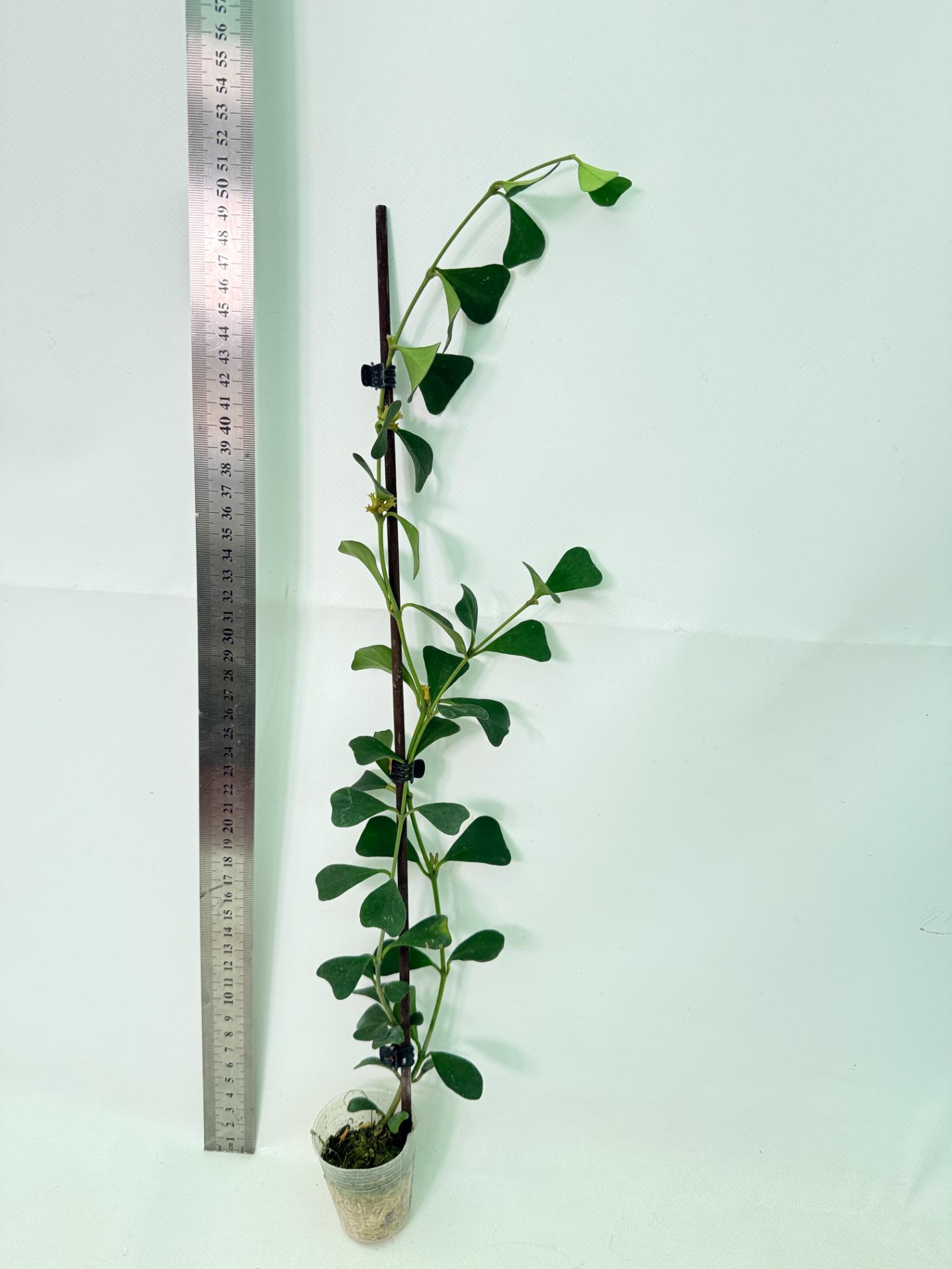 Hoya Manipurensis 2