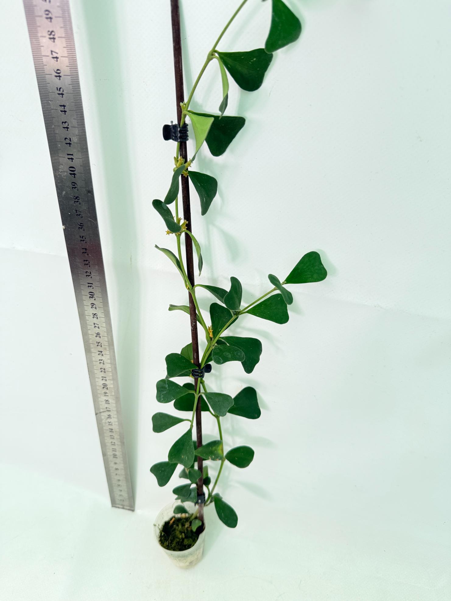 Hoya Manipurensis 3