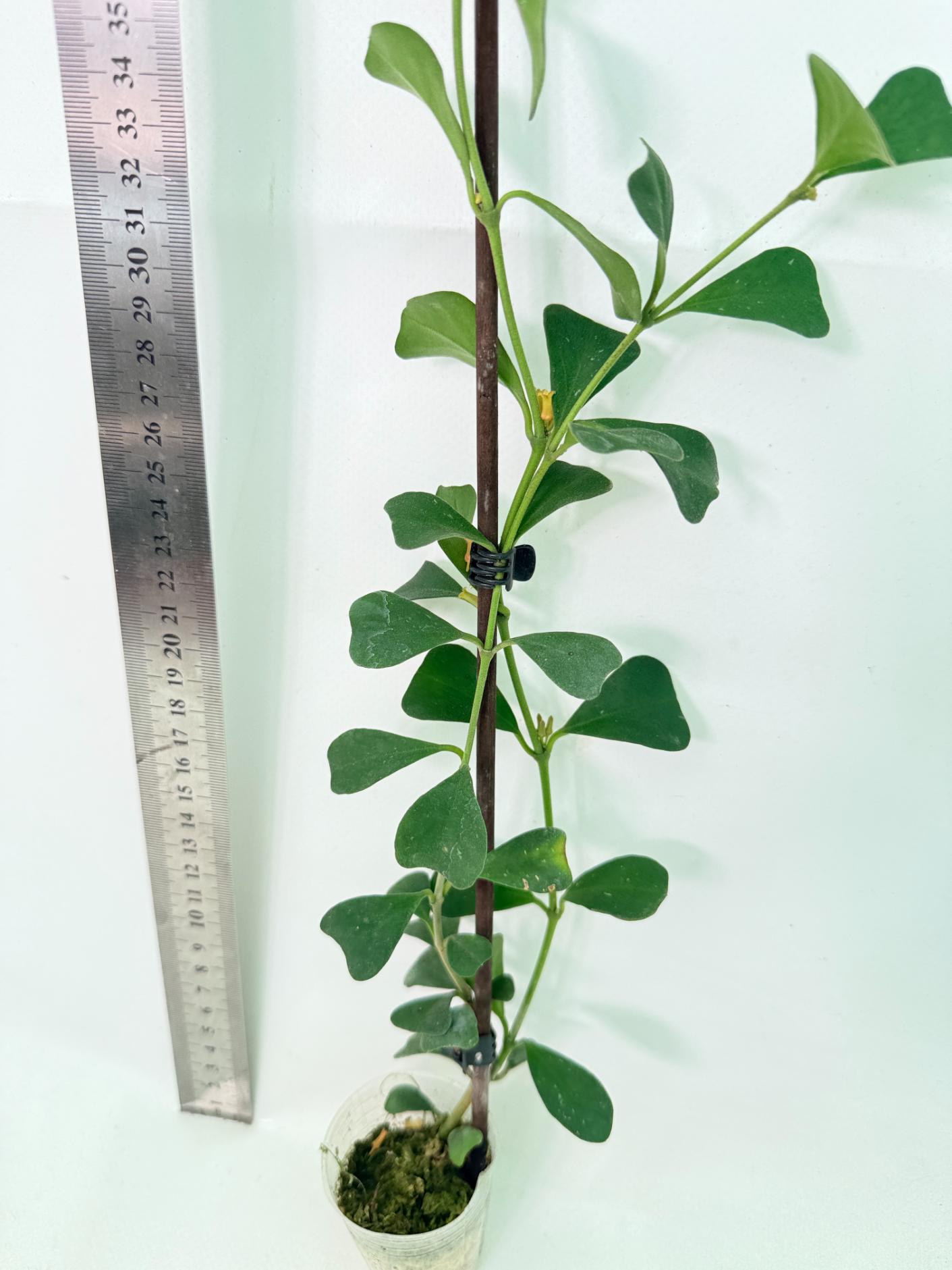 Hoya Manipurensis 4