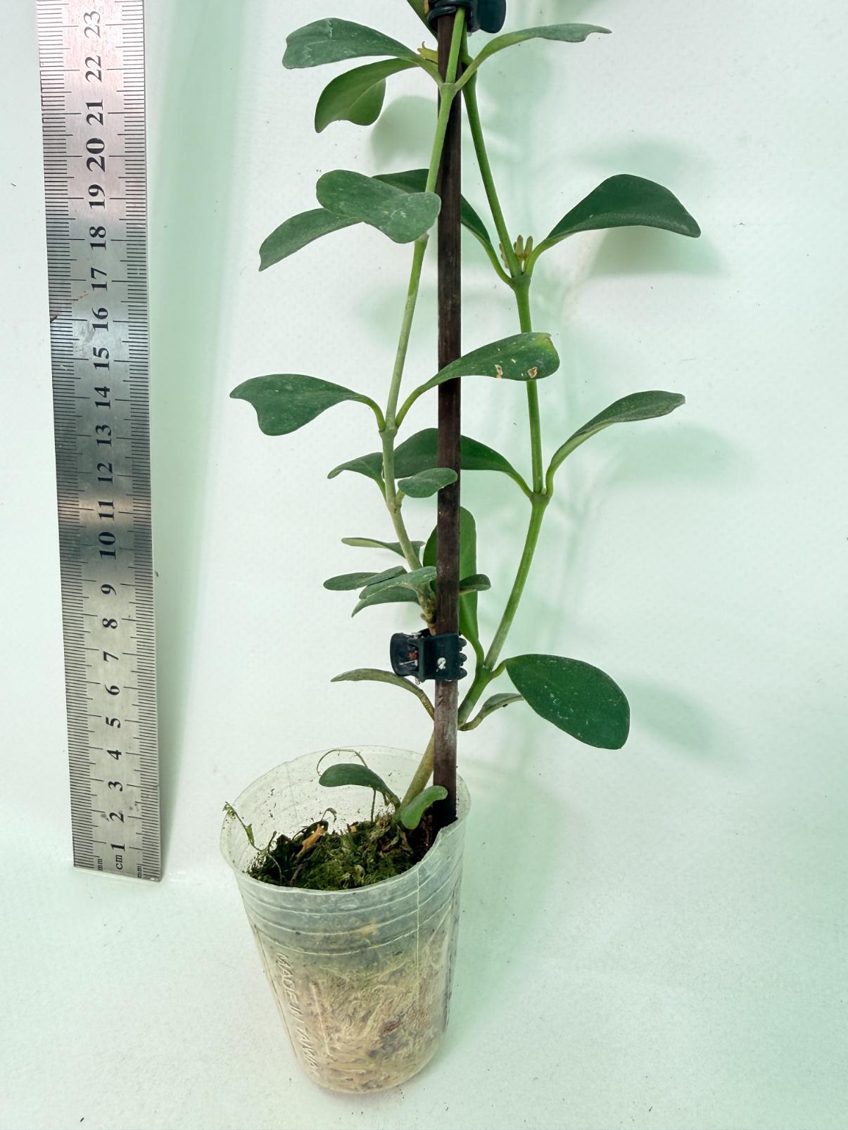 Hoya Manipurensis 5