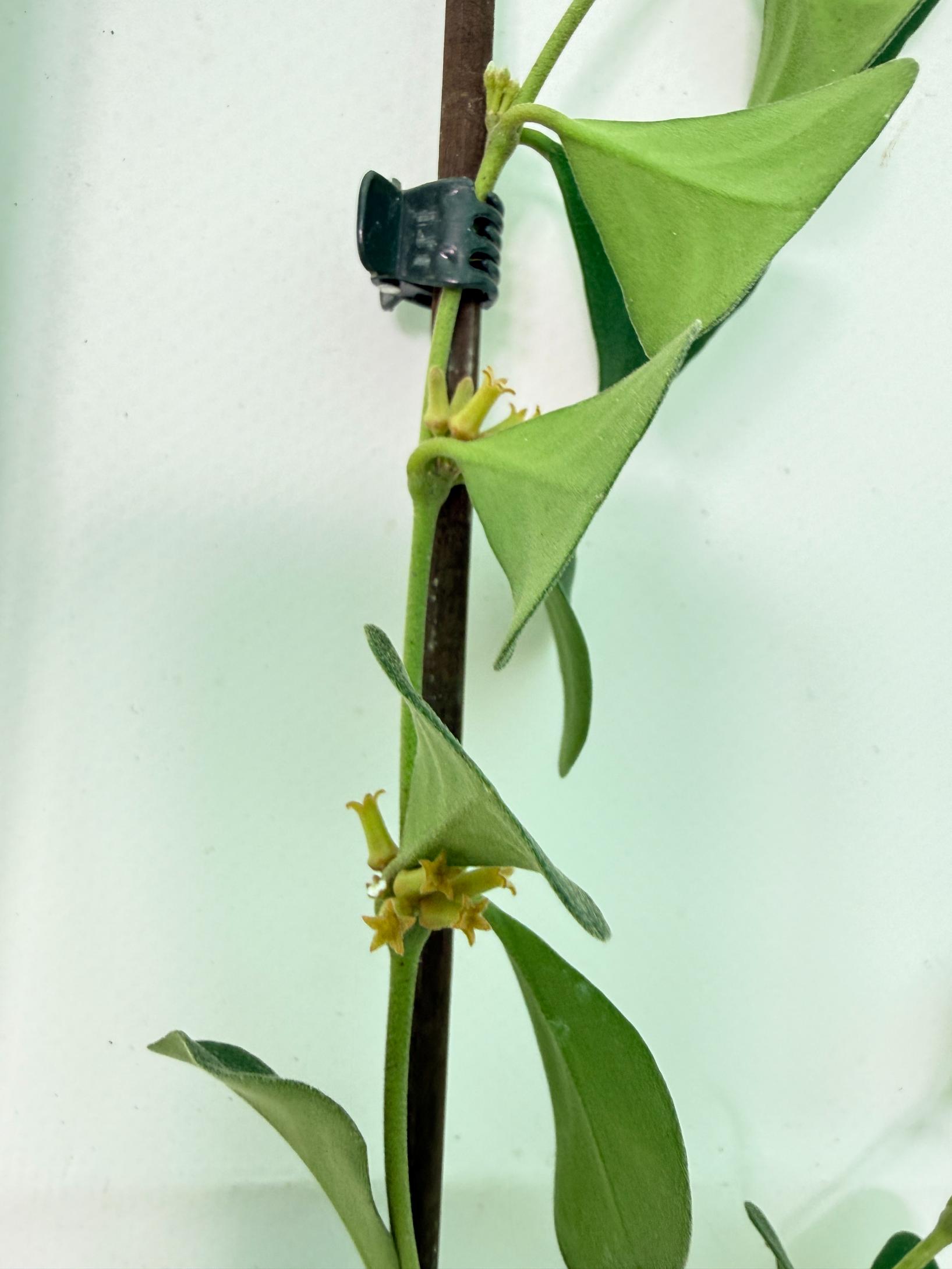 Hoya Manipurensis 6