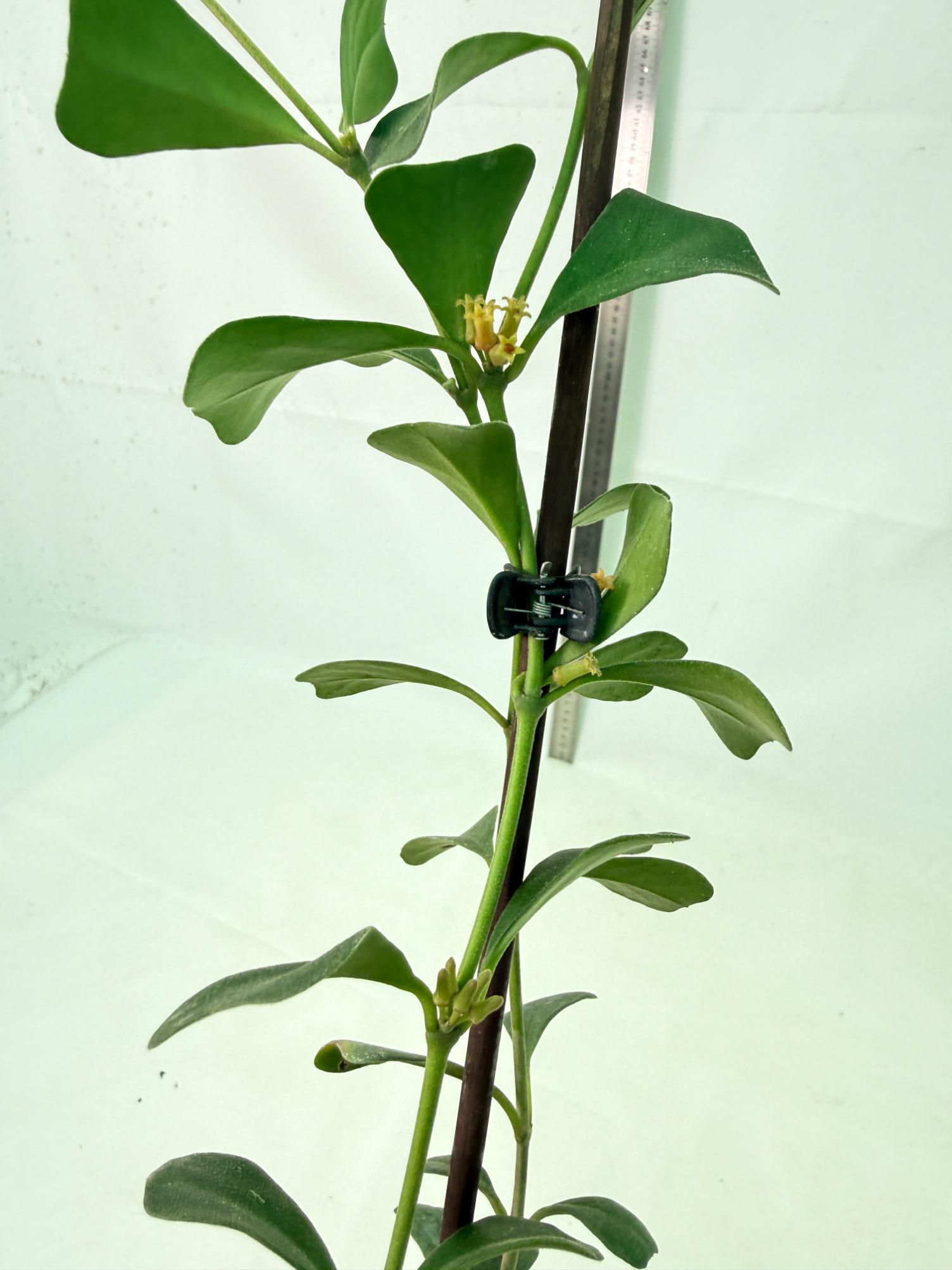 Hoya Manipurensis 8