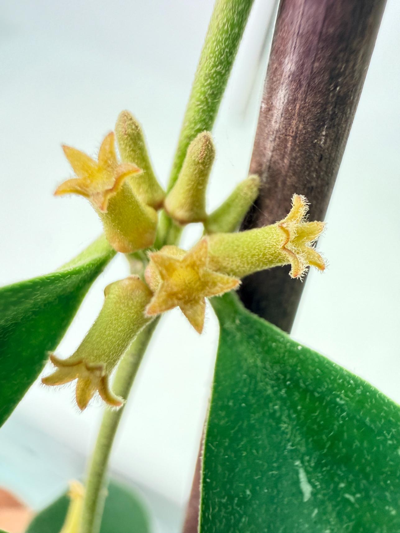 Hoya Manipurensis 1
