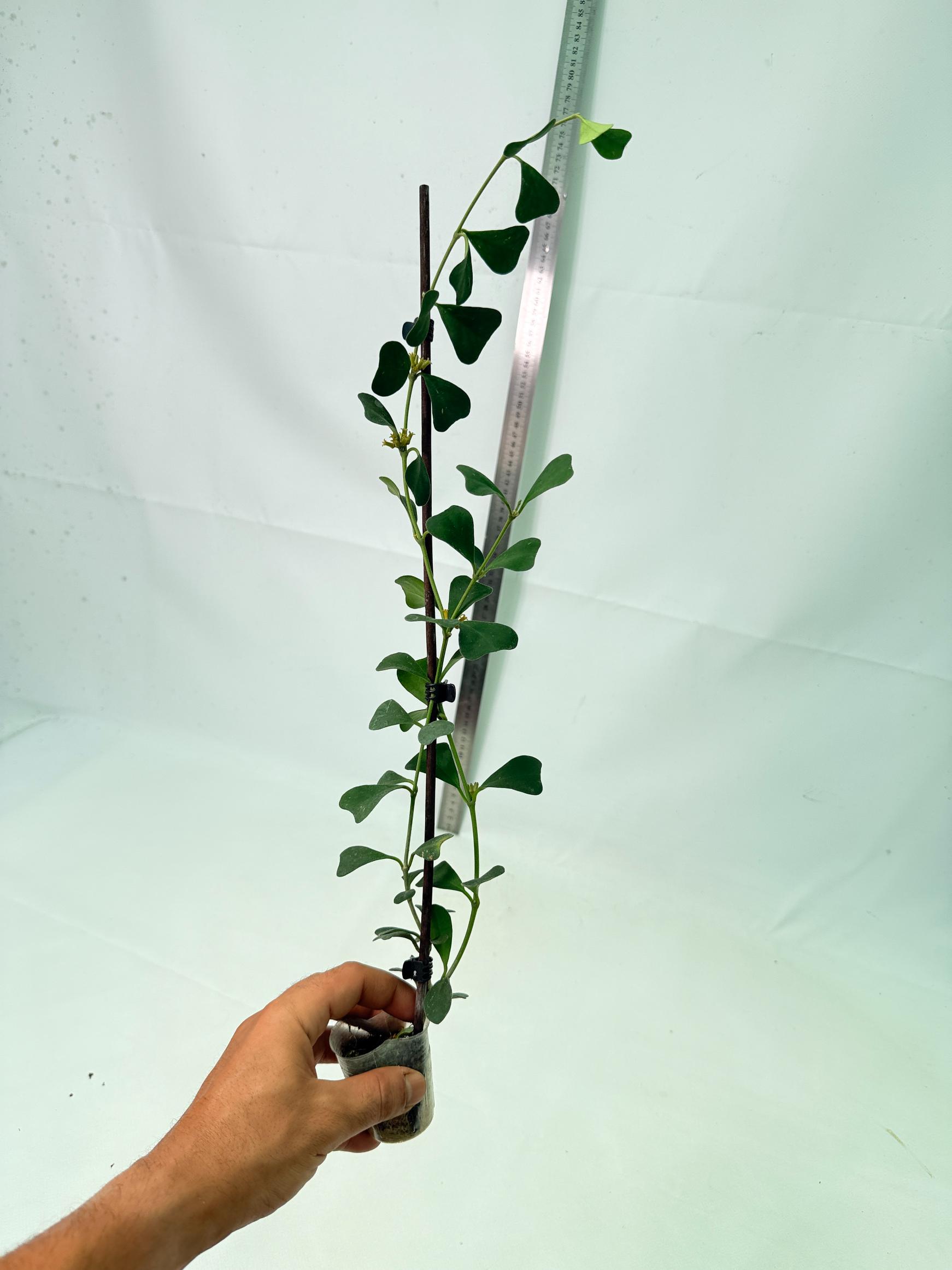 Hoya Manipurensis 9