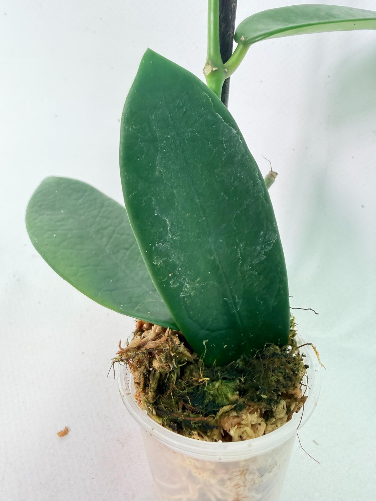 Hoya Meliflua