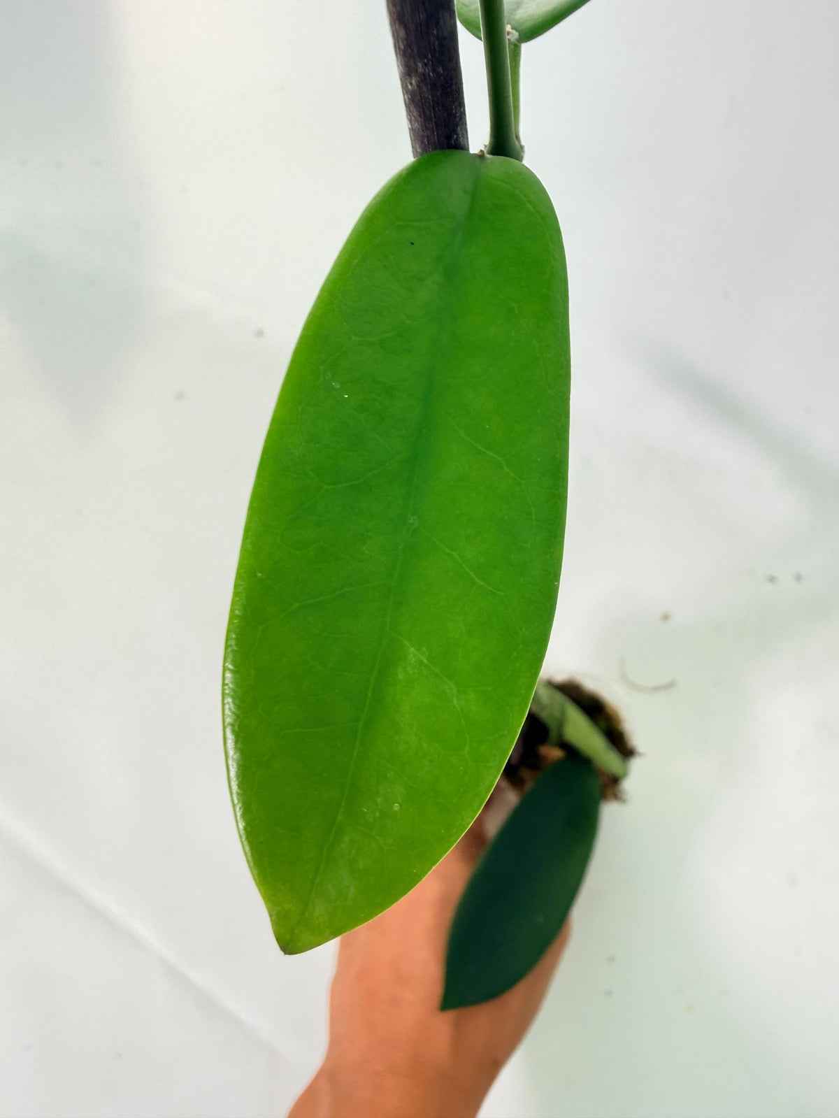 Hoya Meliflua