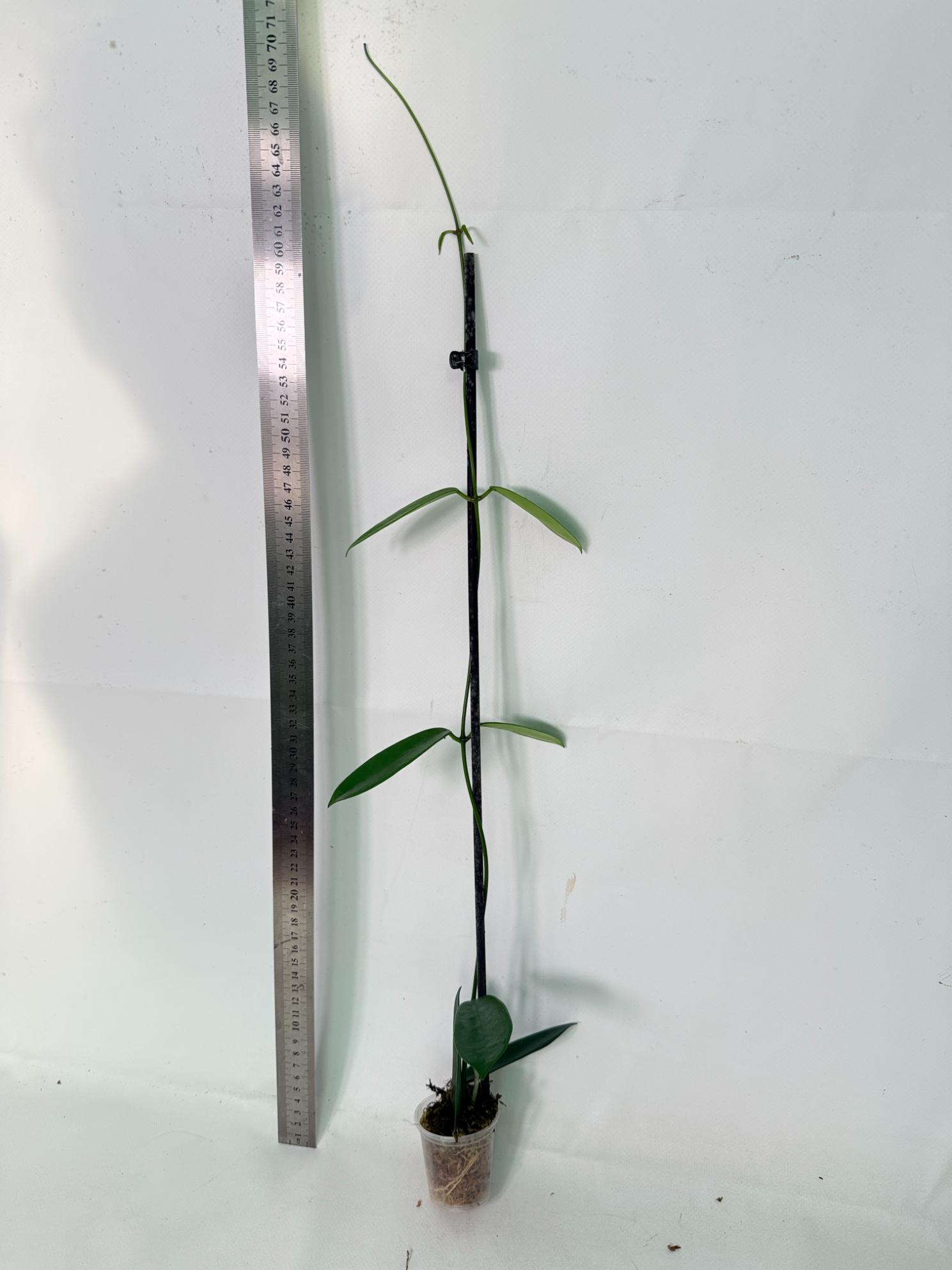 Hoya Meliflua