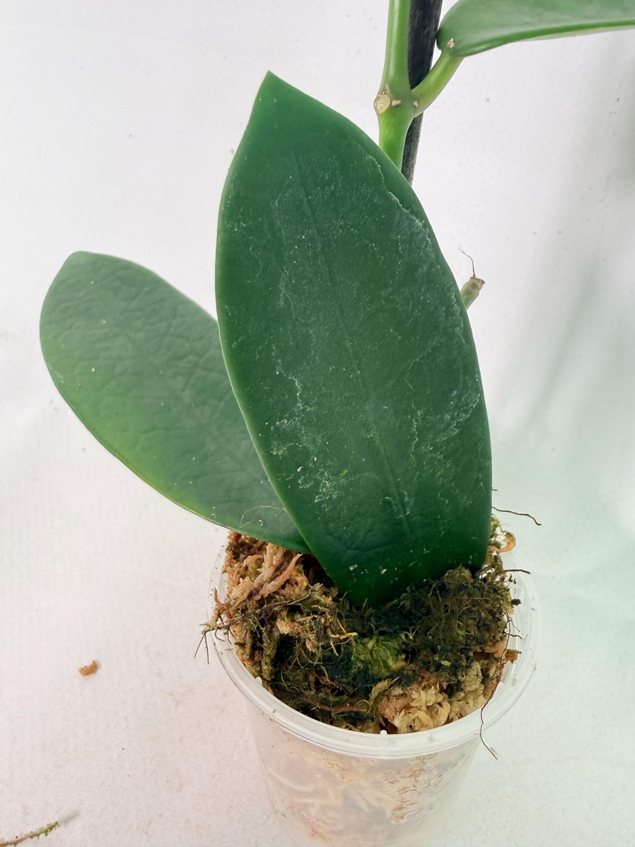Hoya Meliflua