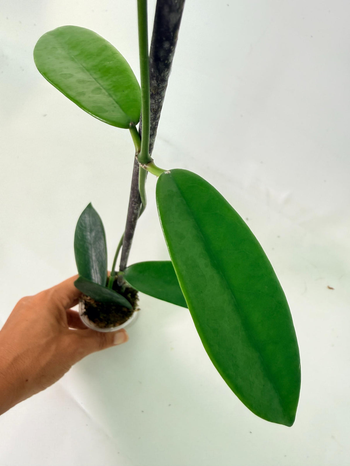 Hoya Meliflua