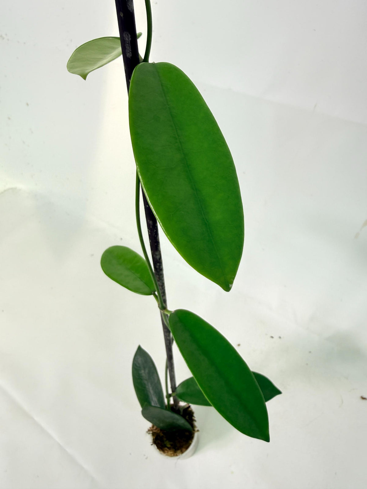 Hoya Meliflua