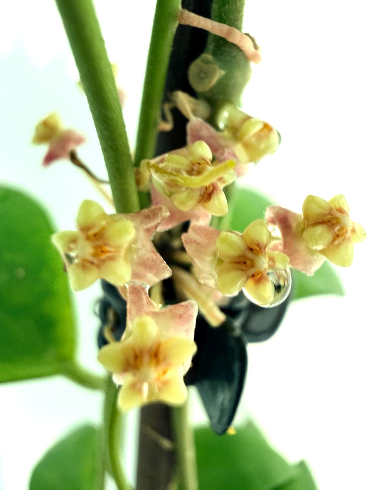 Hoya Myrmecopa big Leaves with flowers 2