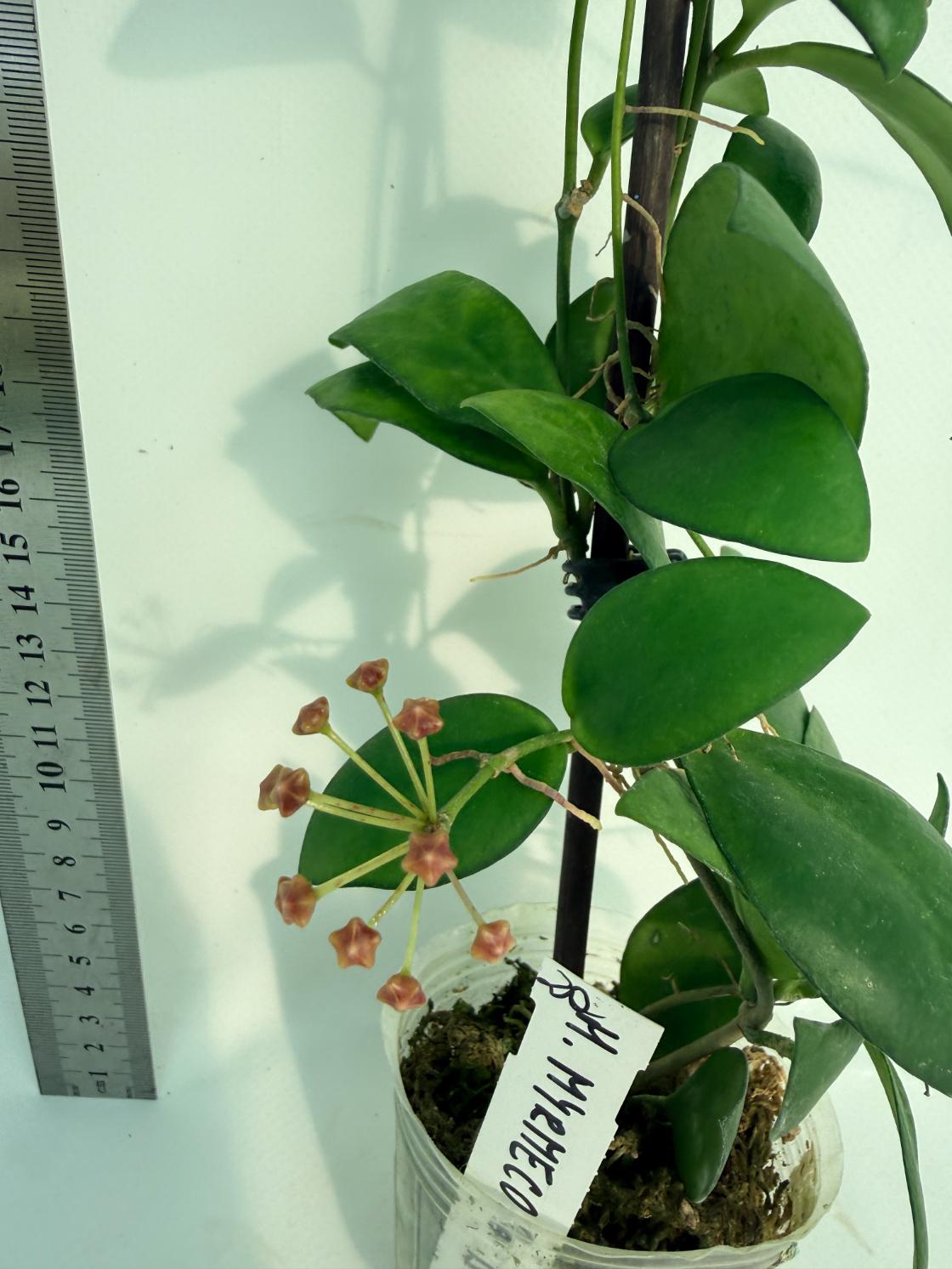 Hoya Myrmecopa big Leaves with flowers 8